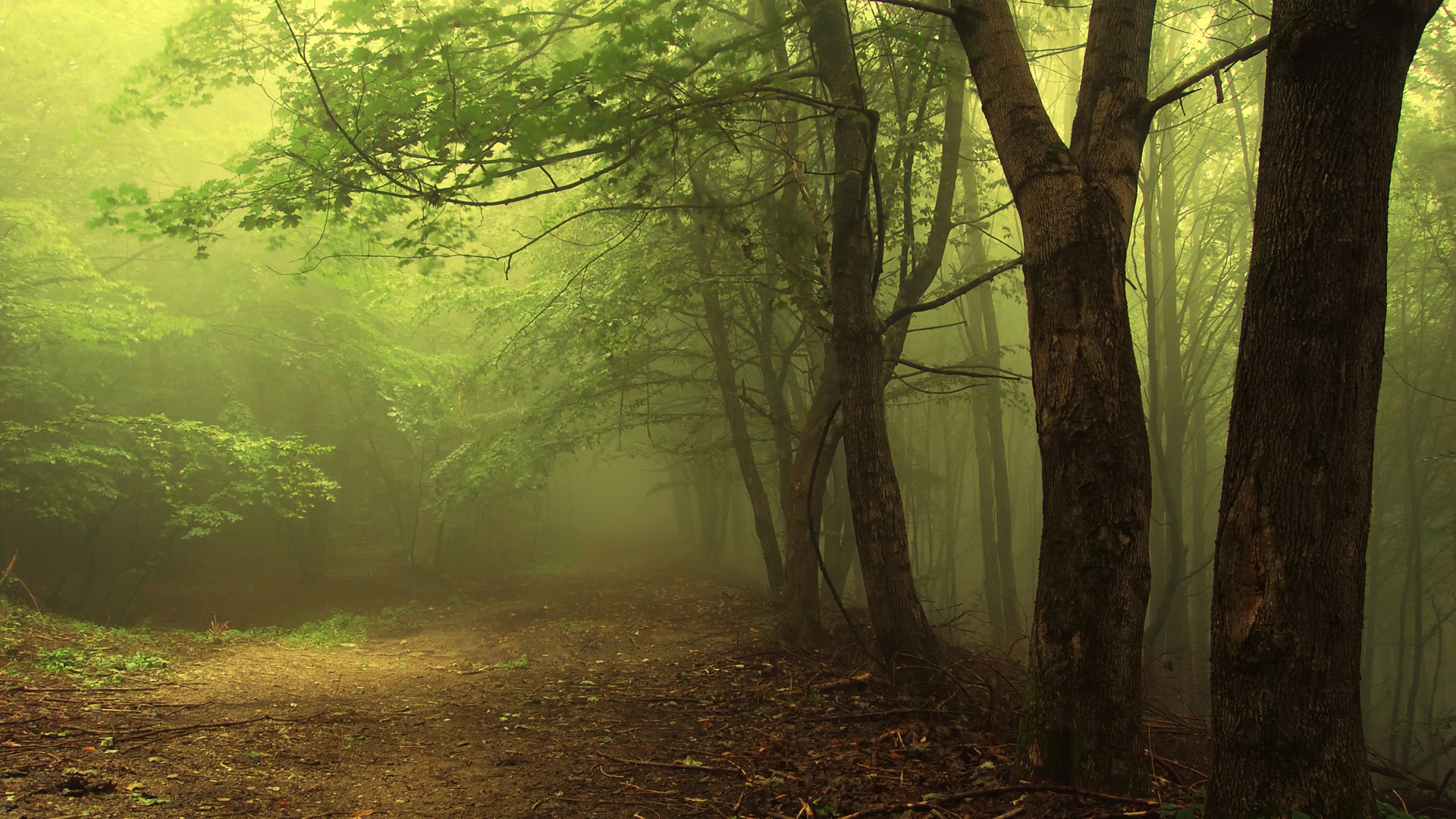 A foggy forest path with tall trees HD Wallpaper