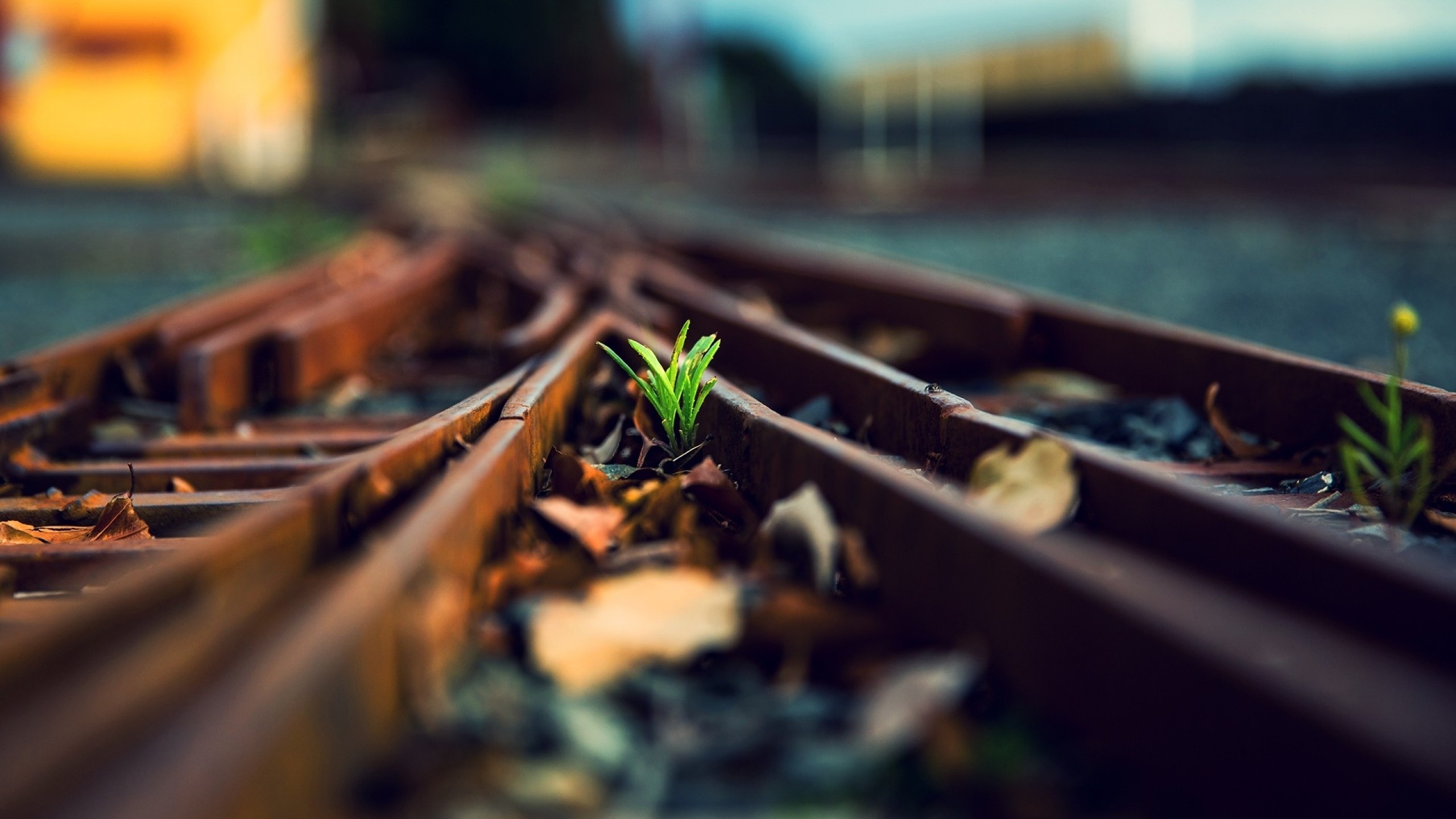 Green plants growing on rusty railway tracks HD Wallpaper