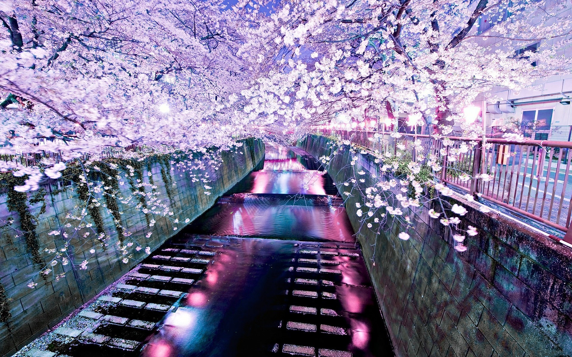 Cherry blossoms over a canal at night HD Wallpaper