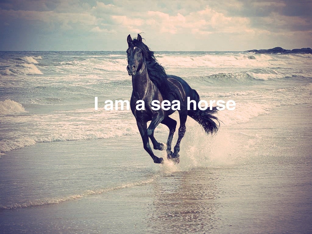 A black horse runs on the beach with the text "I am a sea horse" HD Wallpaper