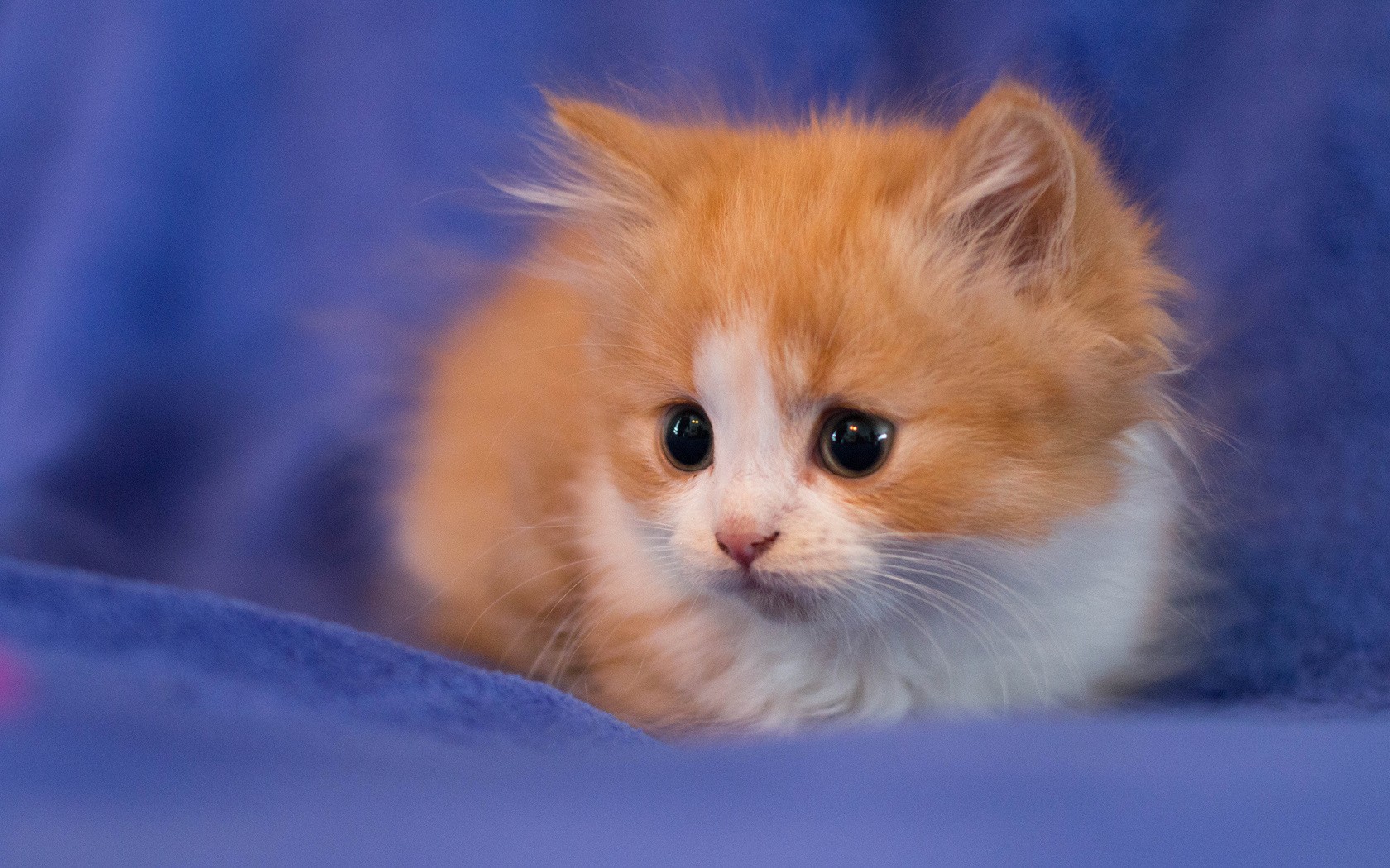 Orange and white kitten with big eyes HD Wallpaper