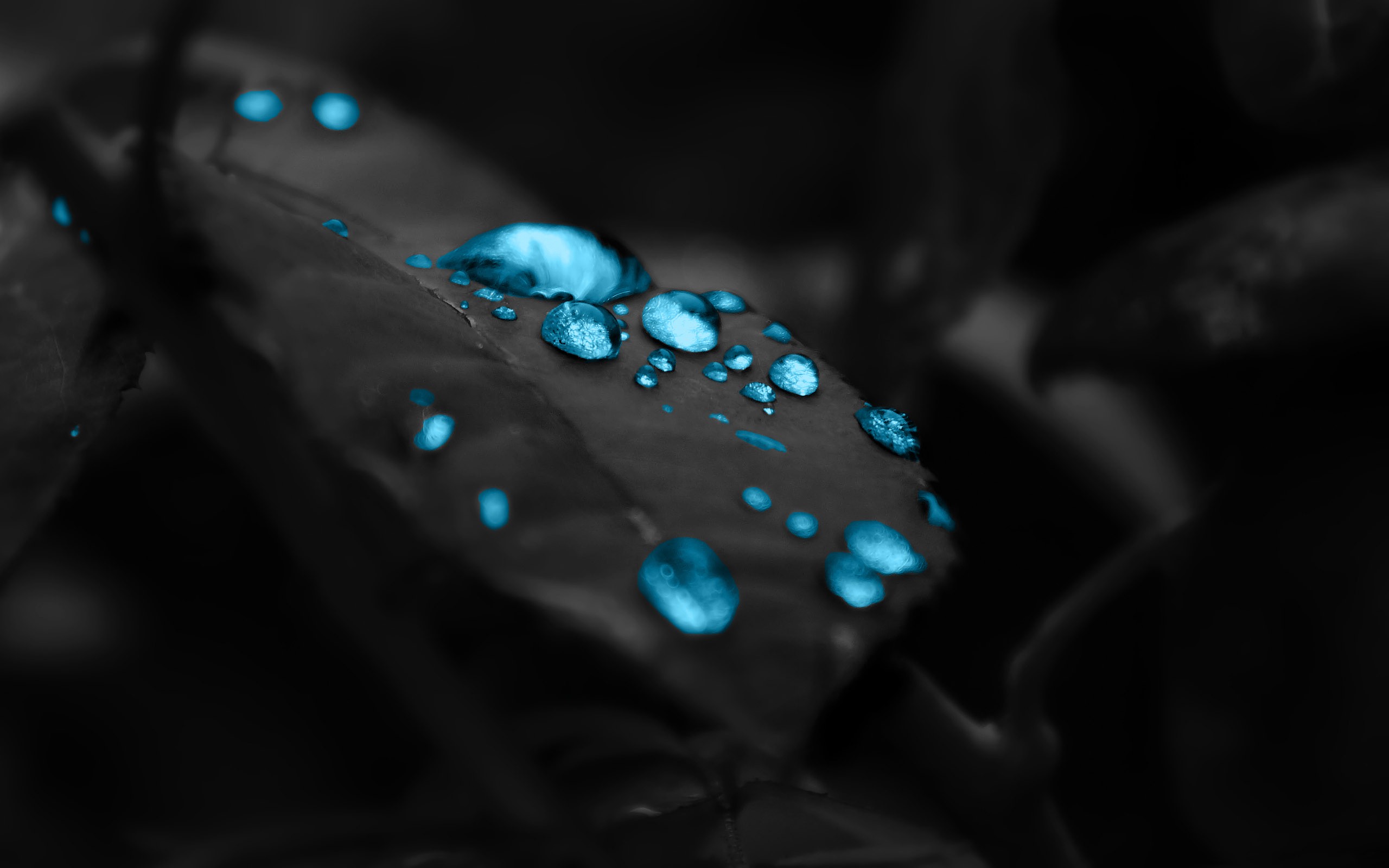 Blue water drops on a dark leaf HD Wallpaper