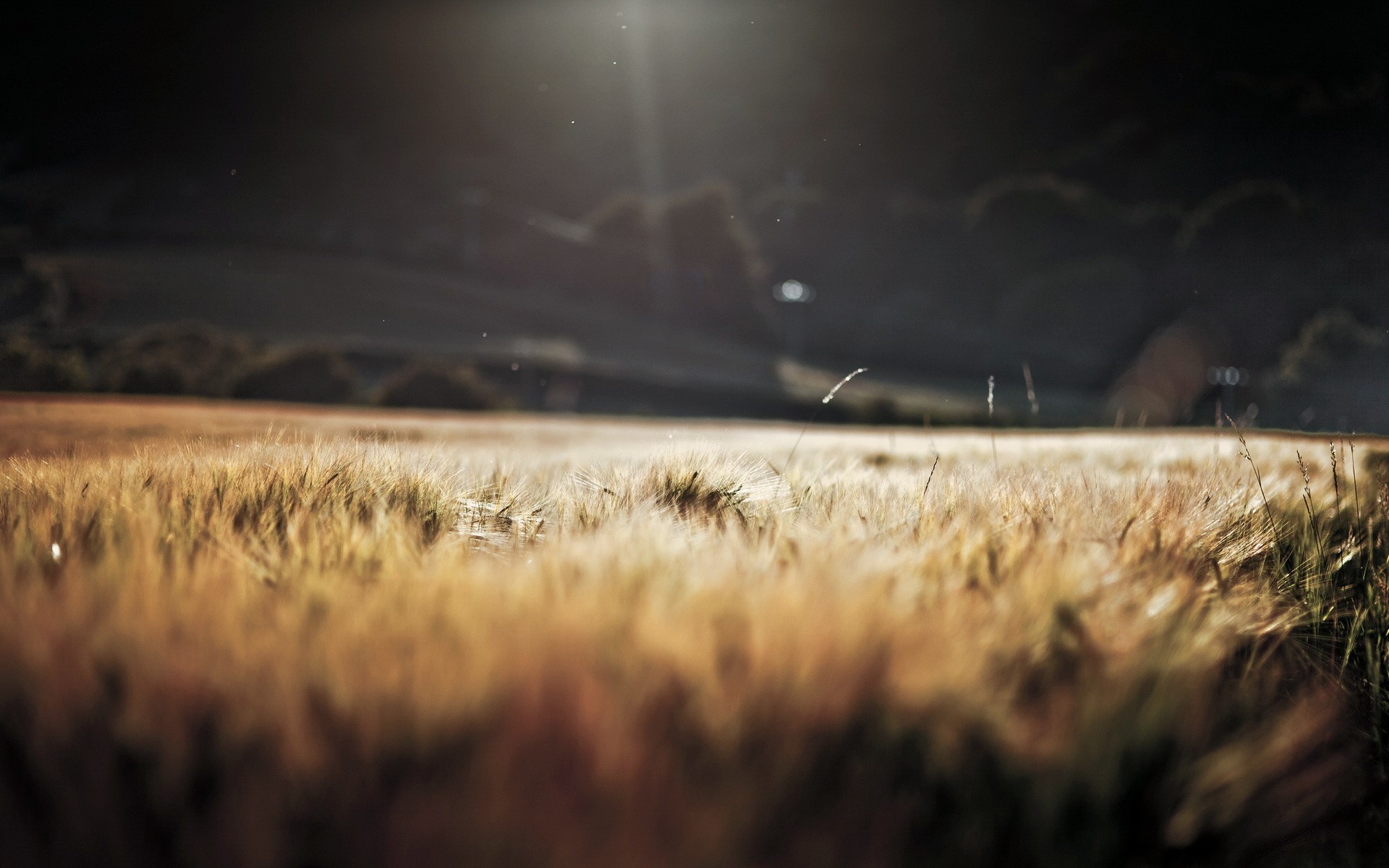 Golden field of wheat under a dark sky HD Wallpaper
