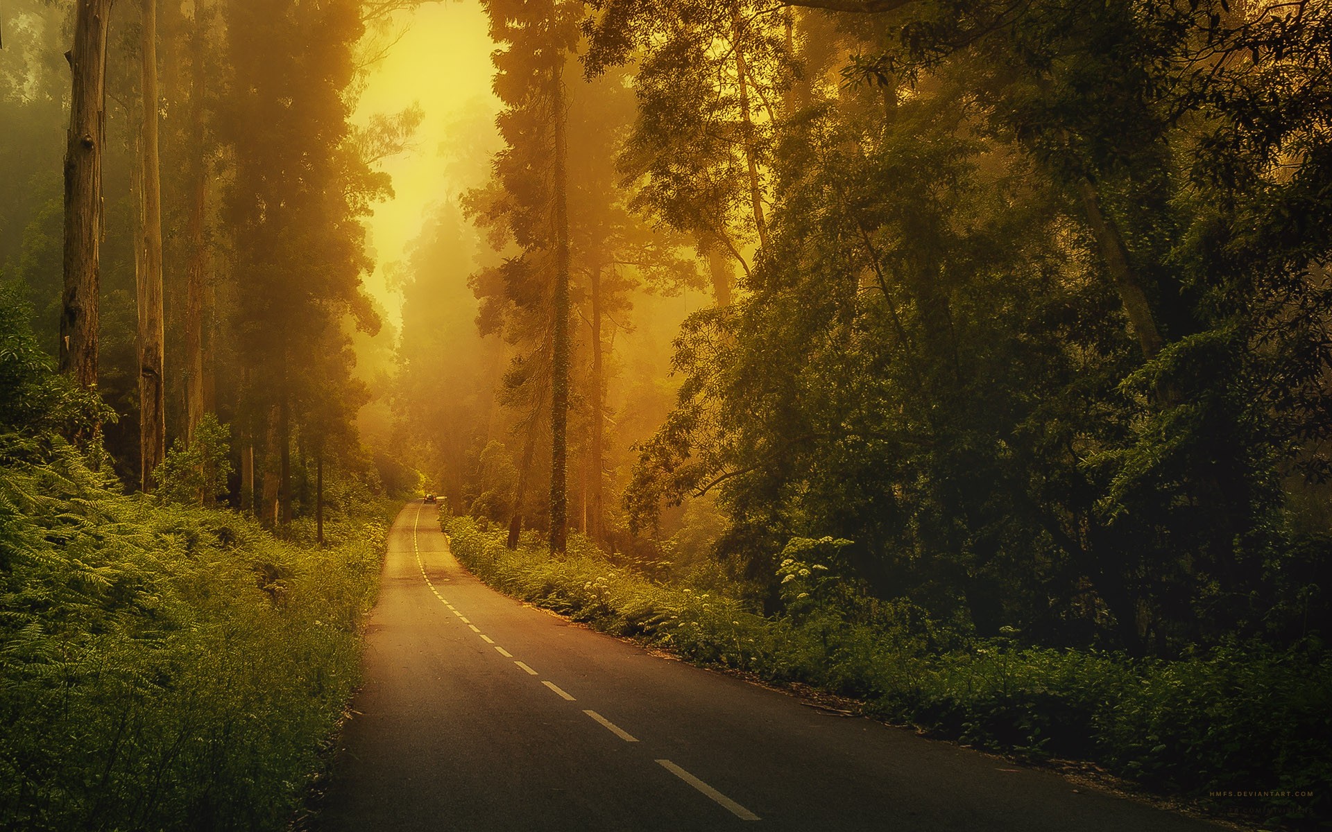 A winding road through a misty forest with golden light HD Wallpaper