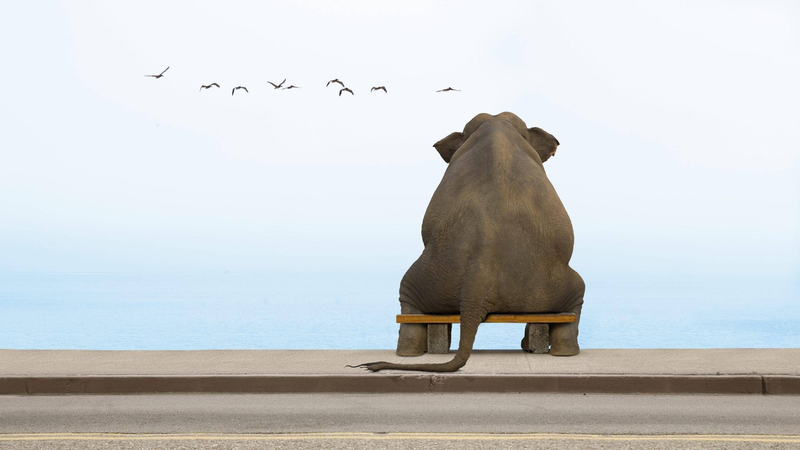 Elephant sitting on a bench looking at birds HD Wallpaper