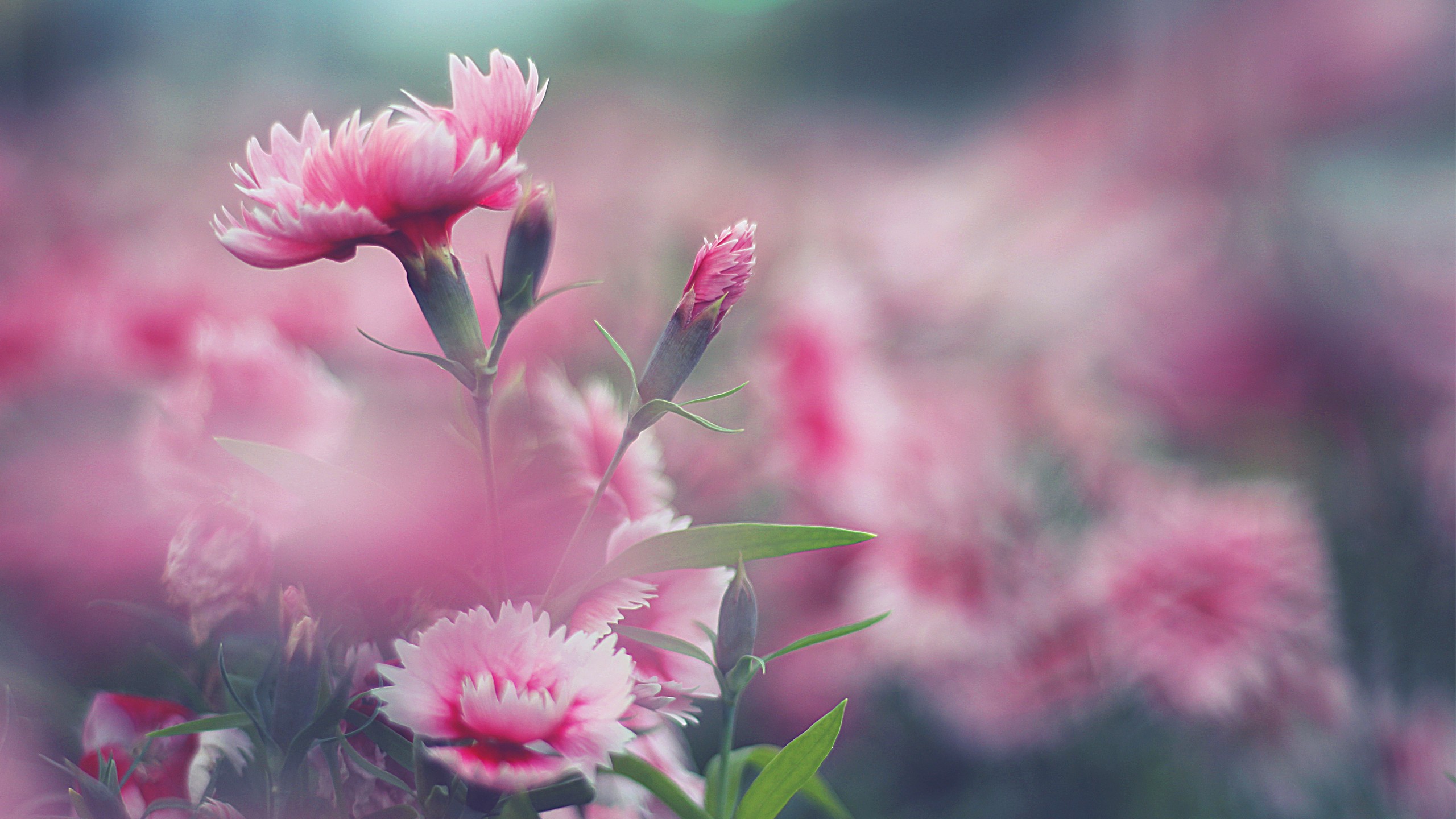 Close-up of pink carnation flowers in soft focus HD Wallpaper