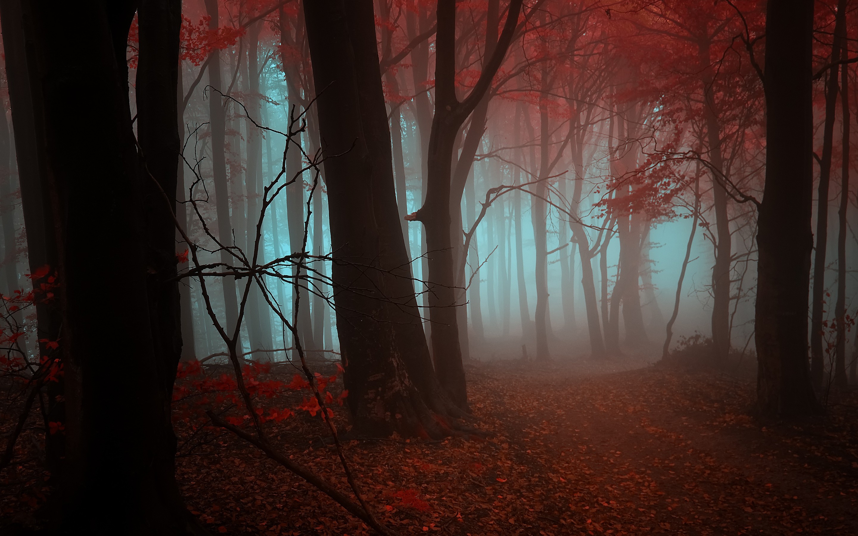 Misty forest with red leaves in fall HD Wallpaper