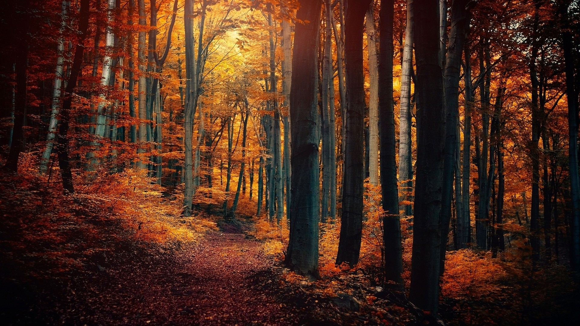 Autumn forest path with colorful trees HD Wallpaper