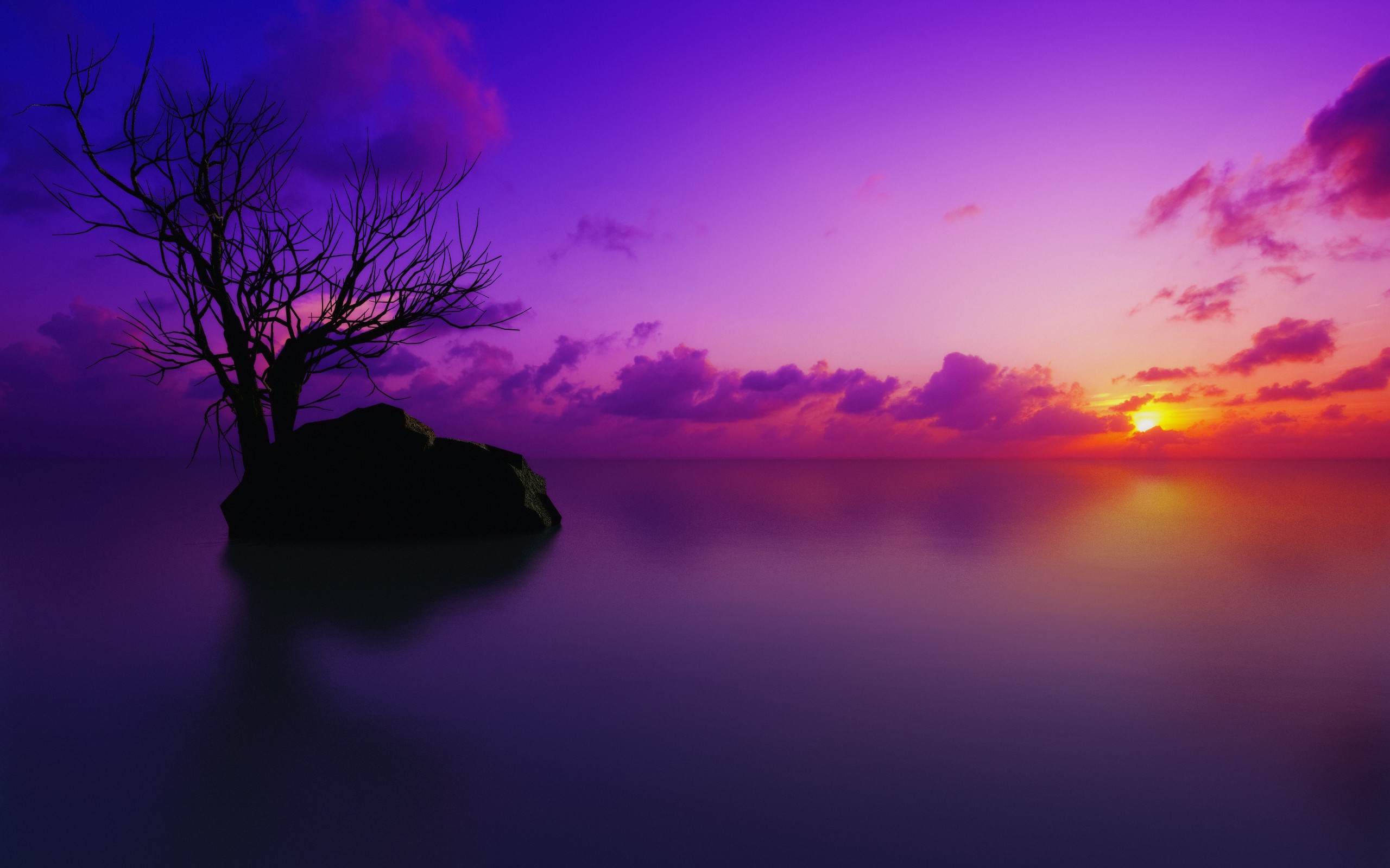Bare tree on a rock in the sea at sunset HD Wallpaper