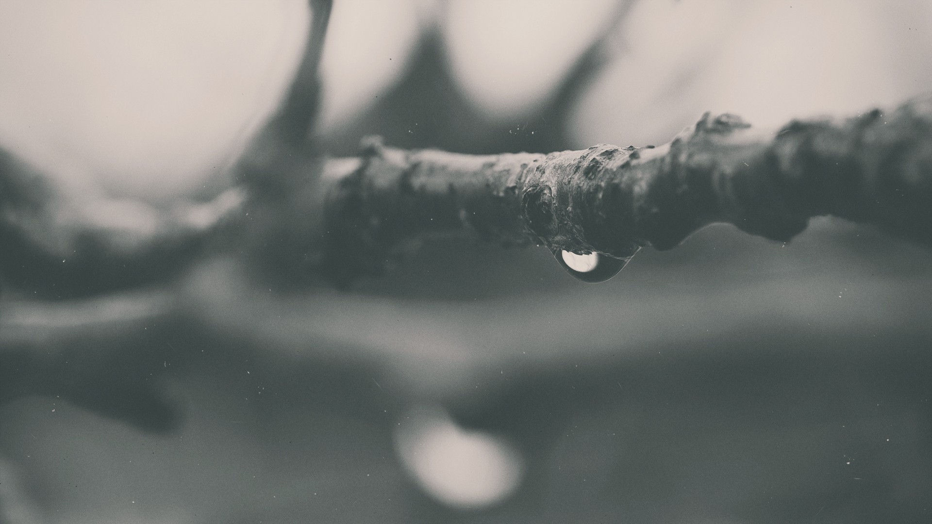 Monochrome macro shot of a water drop on a branch HD Wallpaper