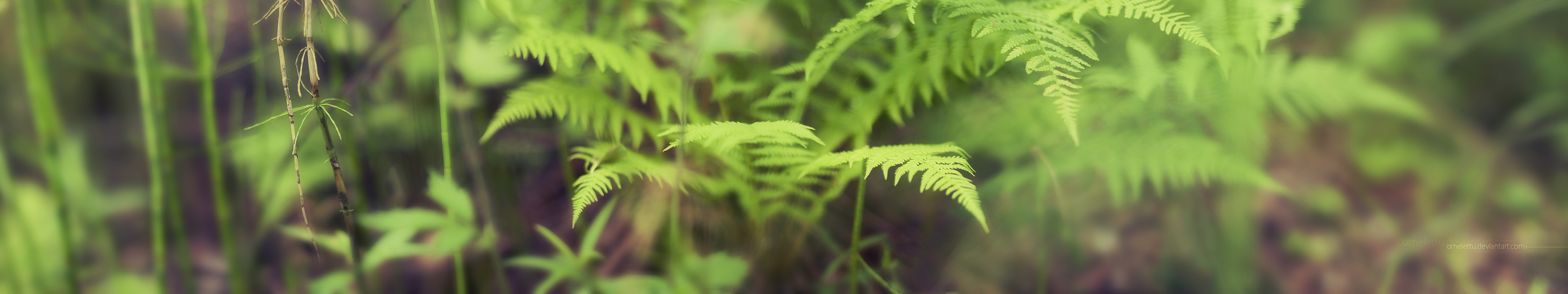 Close-up of green ferns with shallow depth of field HD Wallpaper