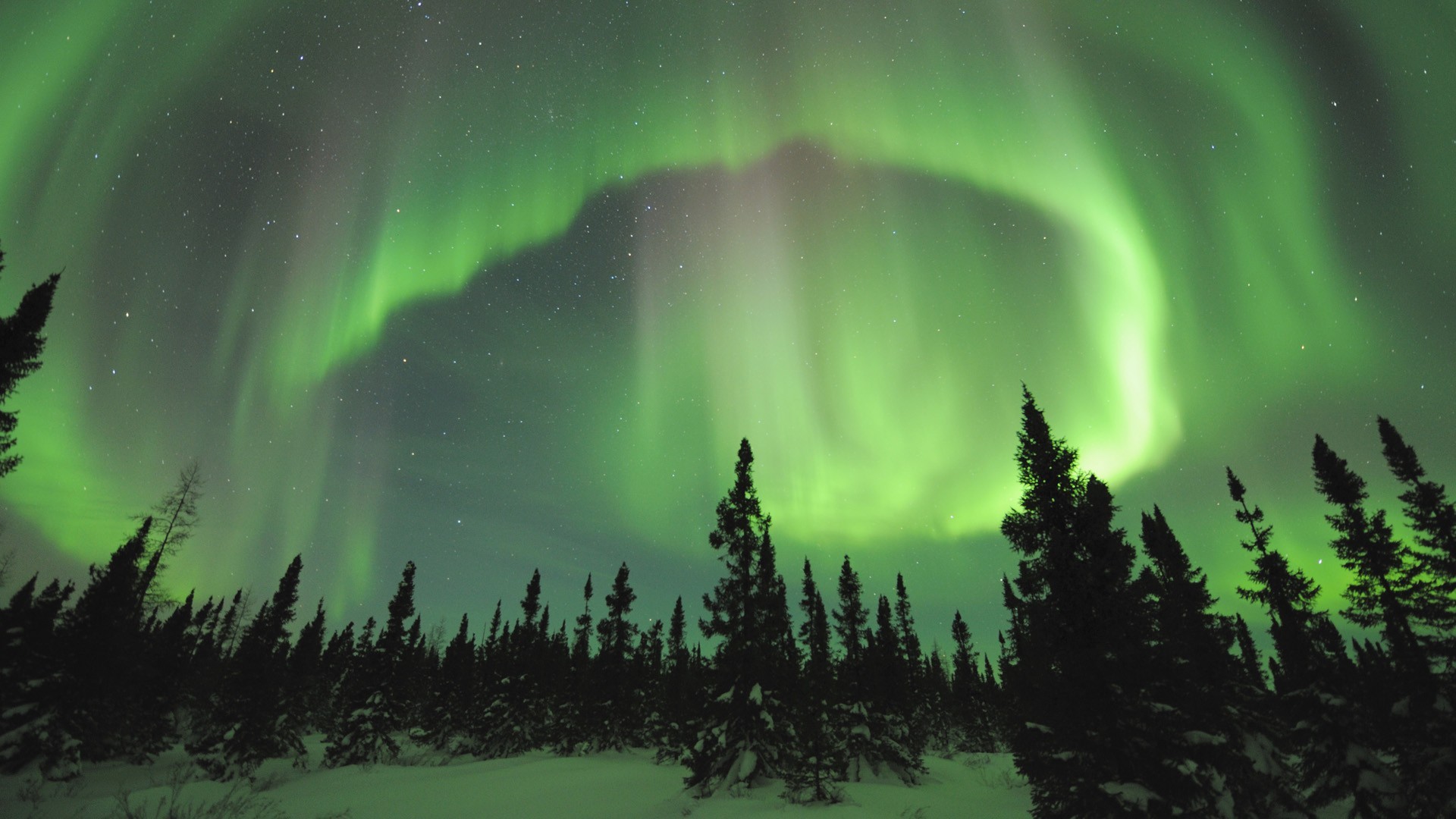 Aurora Borealis over a snowy forest in Norway HD Wallpaper