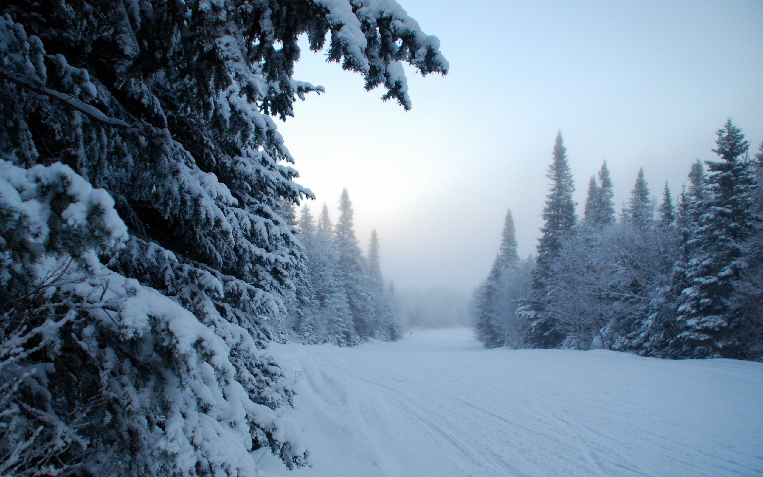 Snowy forest path with pine trees in winter HD Wallpaper