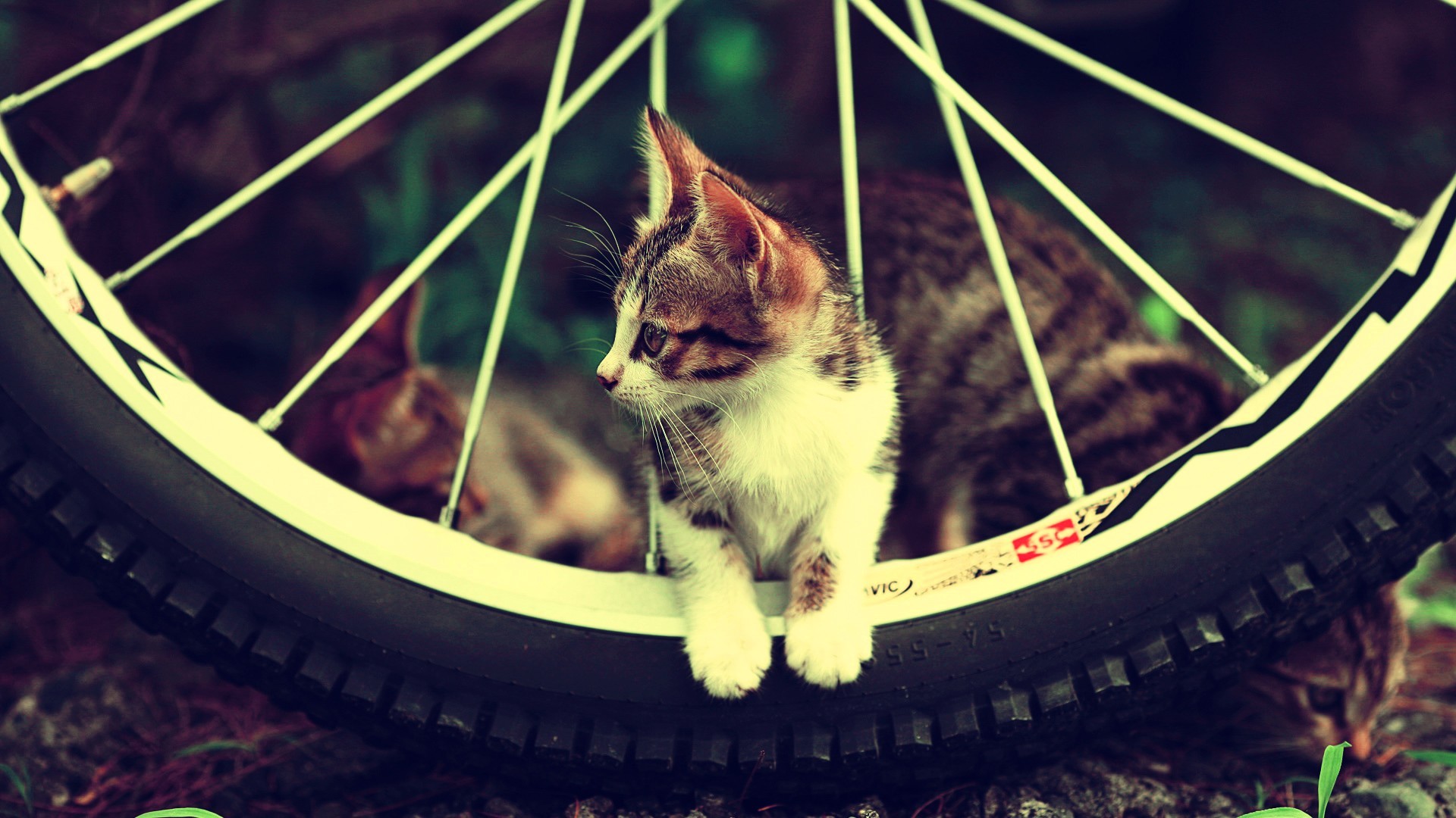 Kitten sitting on a bicycle wheel HD Wallpaper