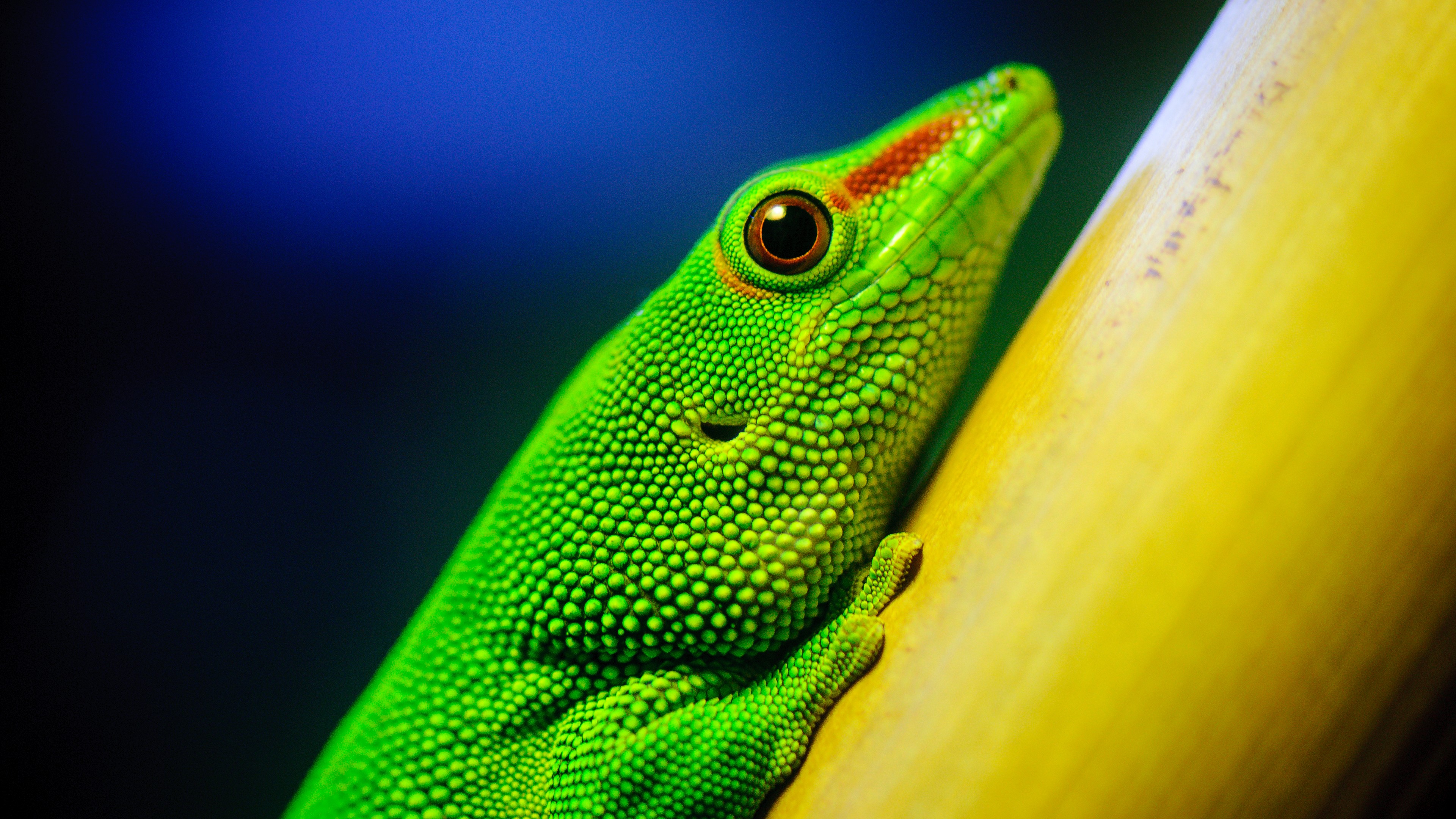 Green gecko on a yellow branch HD Wallpaper