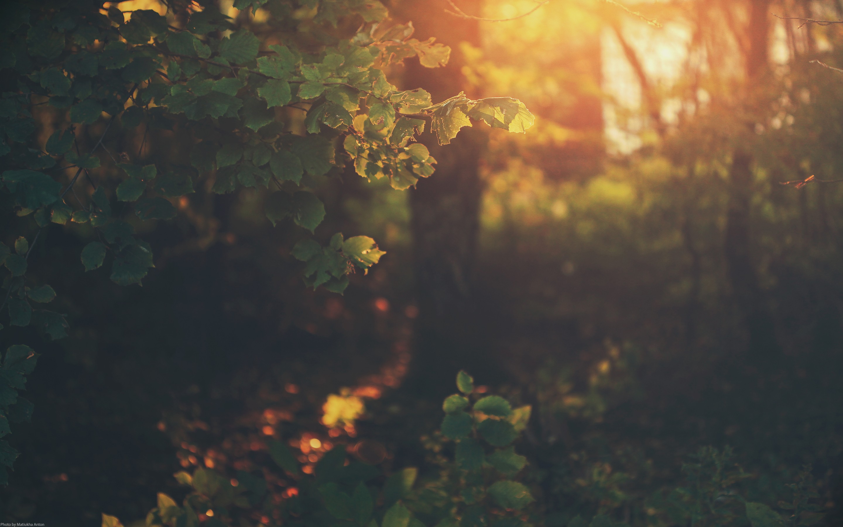Sunlight filtering through leaves in a forest HD Wallpaper