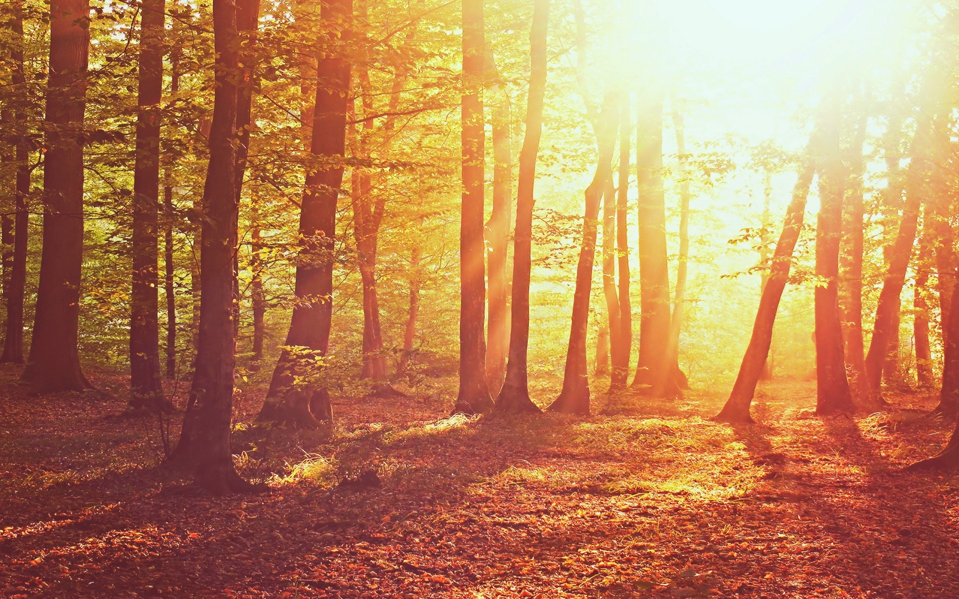 Sunlight filtering through trees in a forest HD Wallpaper