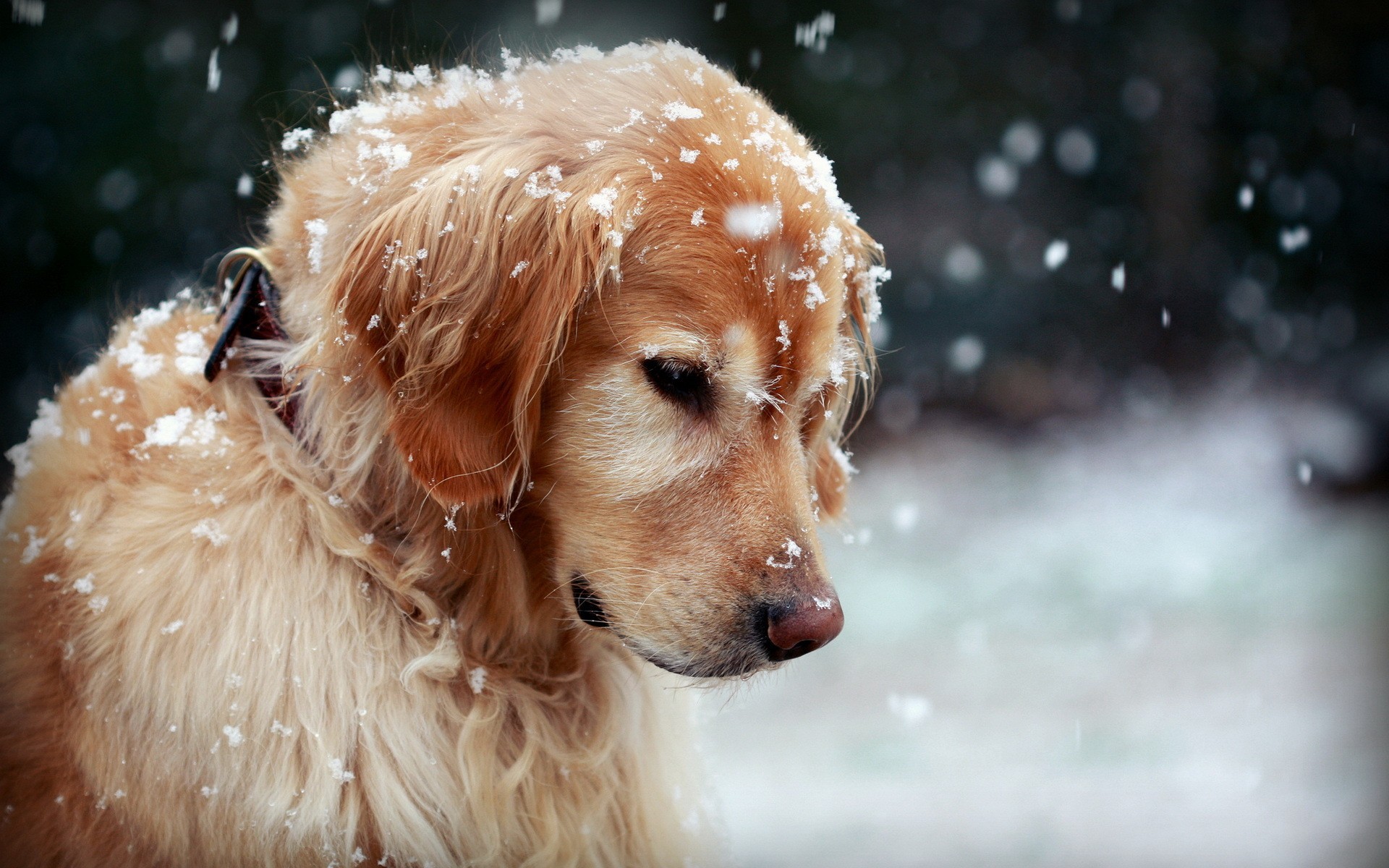 Golden Retriever Dog in Snow HD Wallpaper