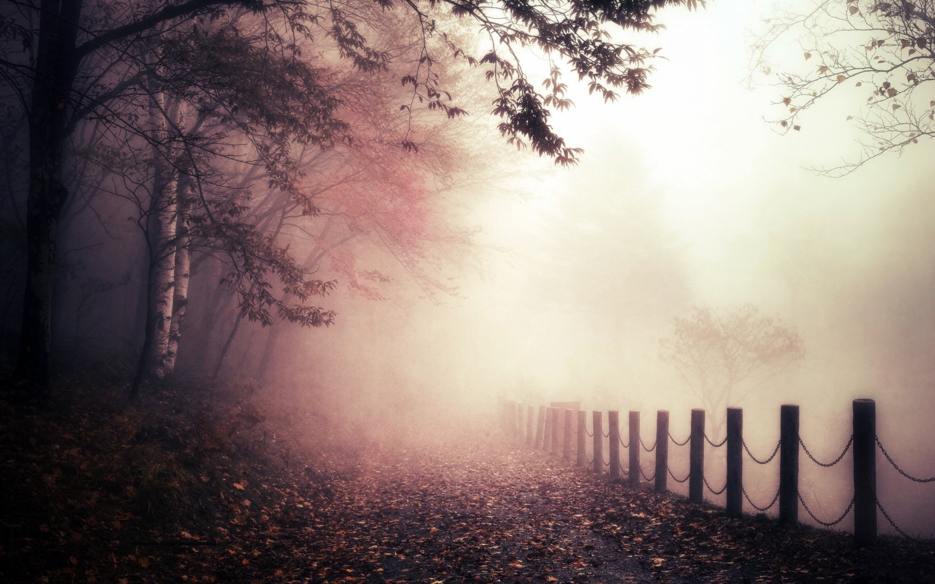 A foggy path through a misty forest with trees HD Wallpaper