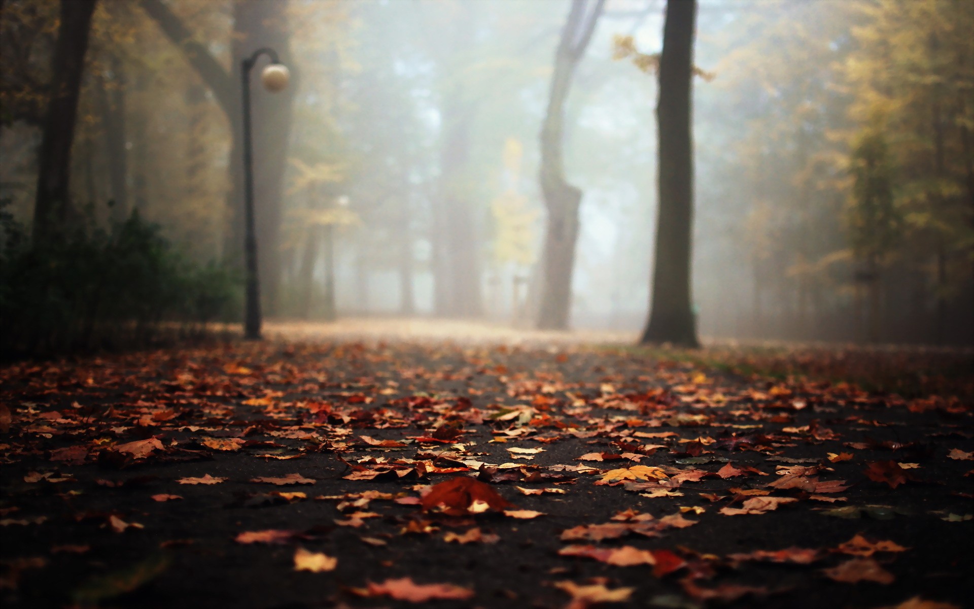 Autumn park path covered in fallen leaves HD Wallpaper