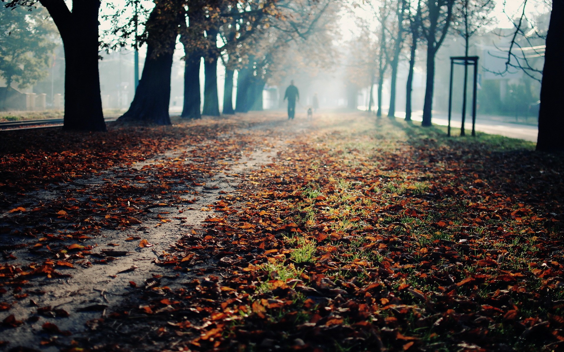 A person walks a dog on a leaf-covered path in fall HD Wallpaper