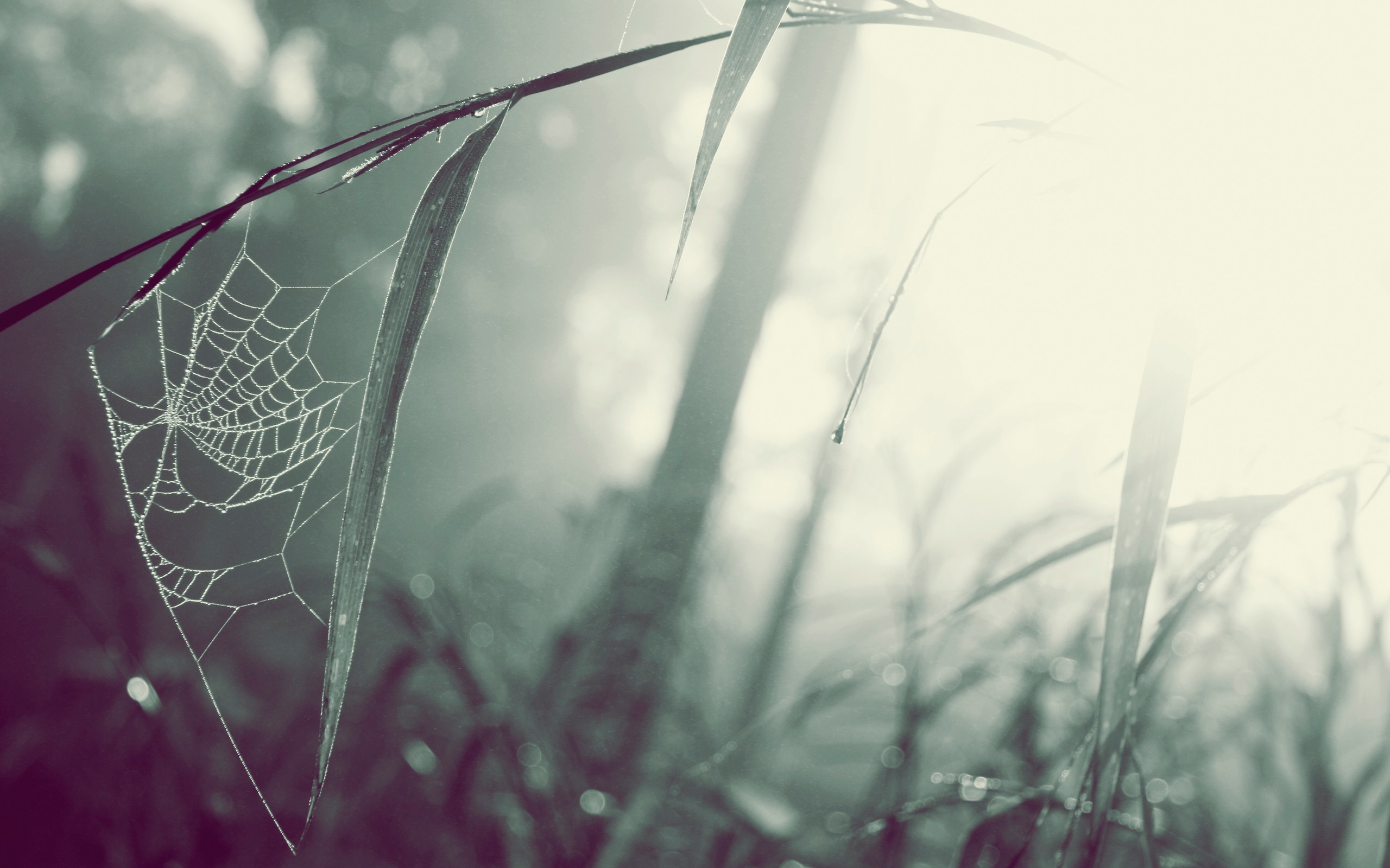 Spiderweb on grass in misty morning light HD Wallpaper