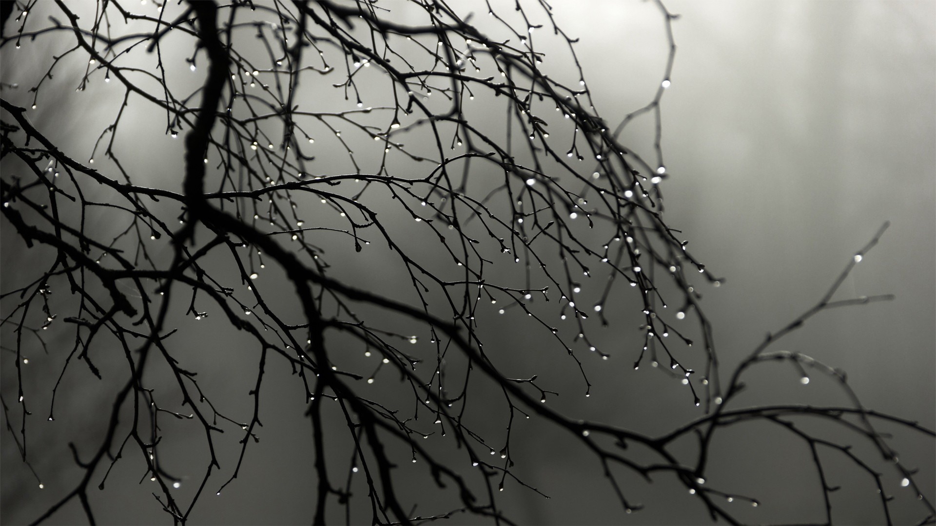 Monochrome image of bare tree branches with water drops HD Wallpaper
