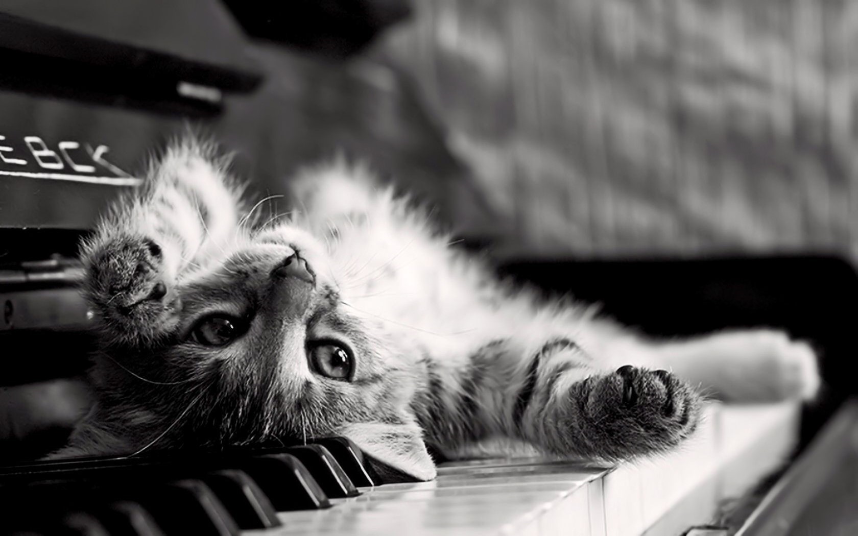 Kitten lying upside down on piano keys HD Wallpaper