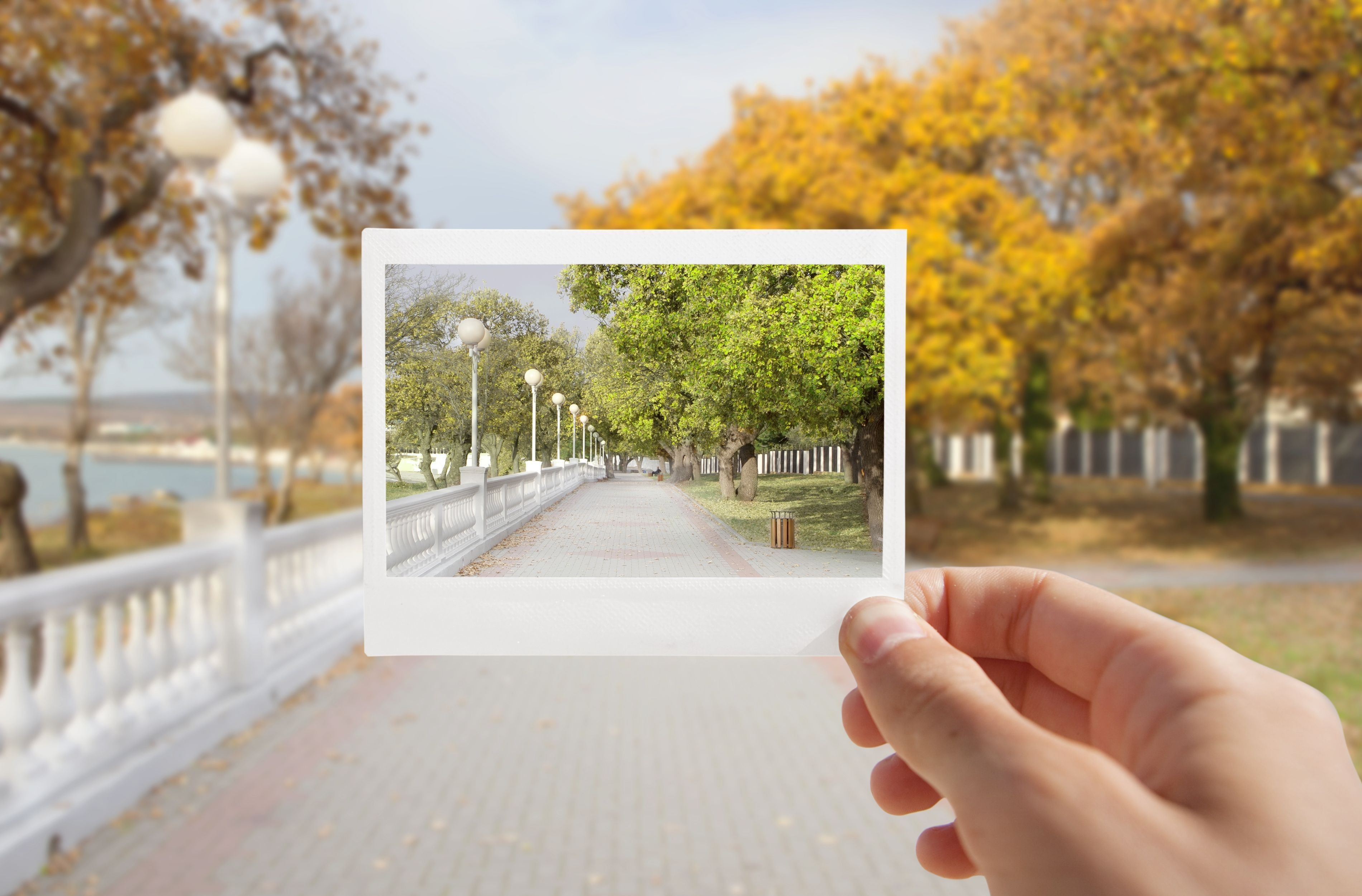 Hand holding a polaroid of a park pathway with trees HD Wallpaper