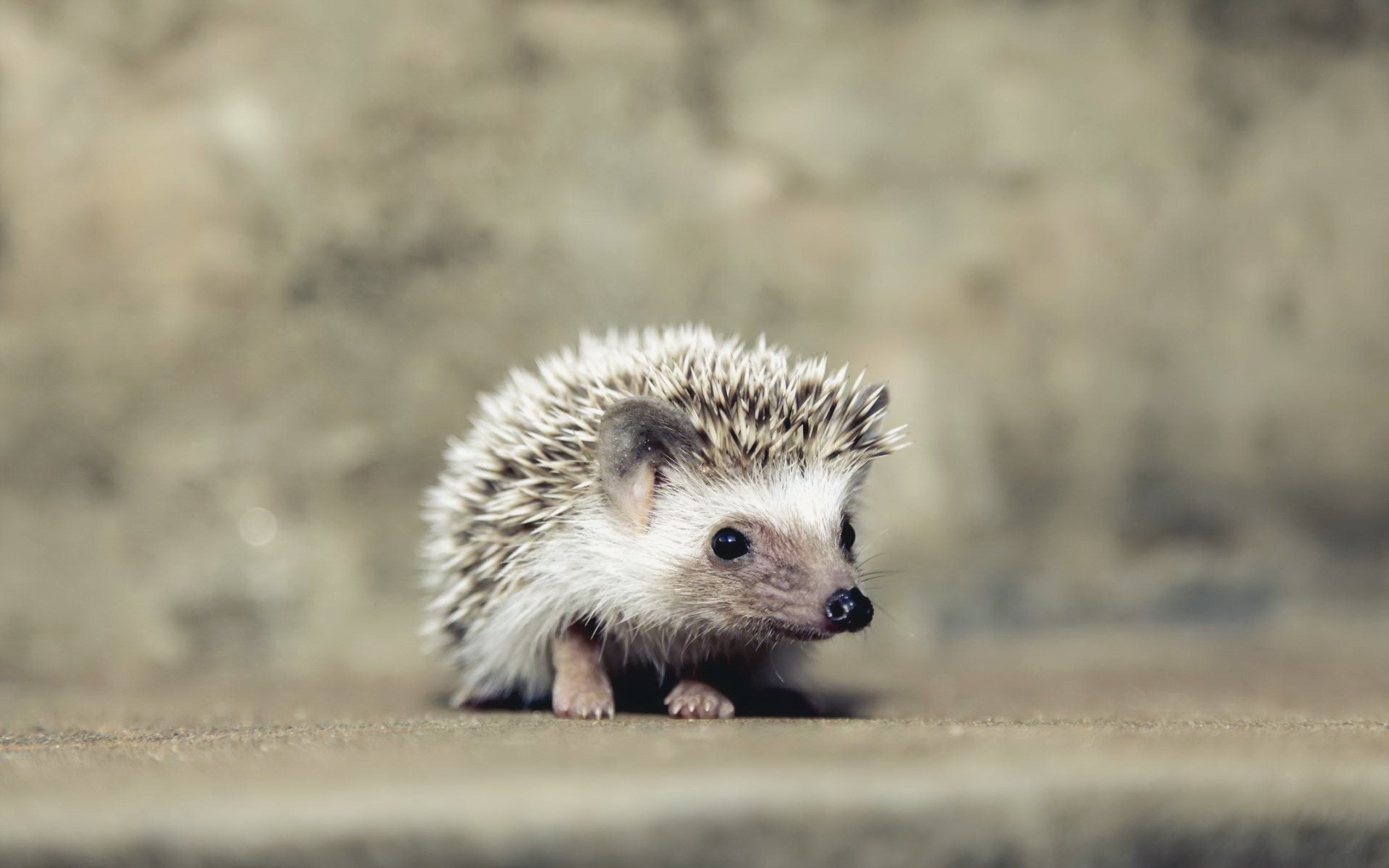 A small hedgehog sits on a textured surface HD Wallpaper