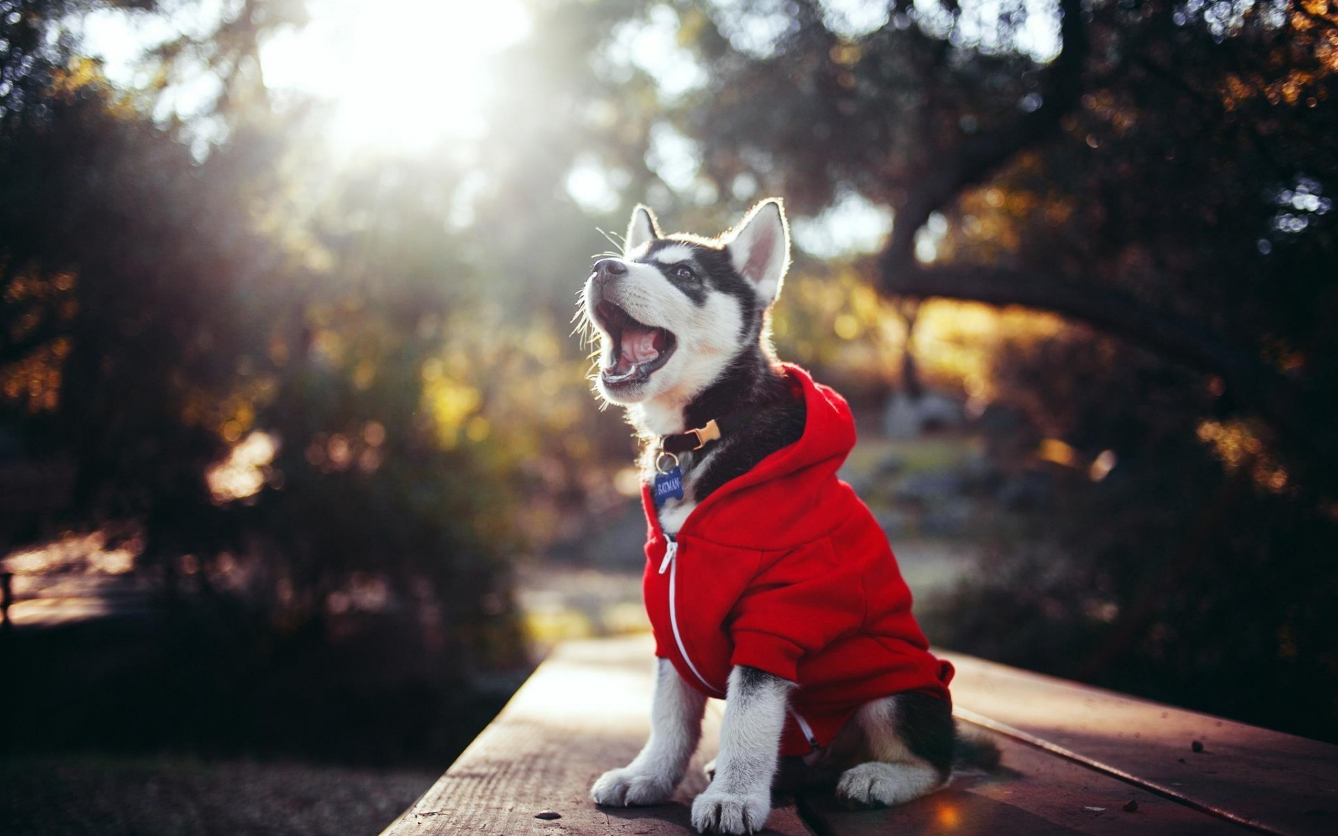 sunlight, dog, puppies, hoods, animals, Siberian Husky, wooden surface HD Wallpaper