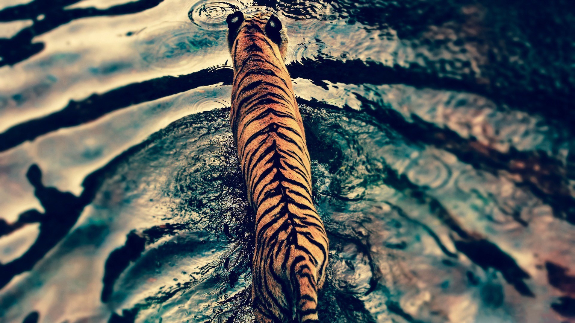 Tiger walking through water HD Wallpaper