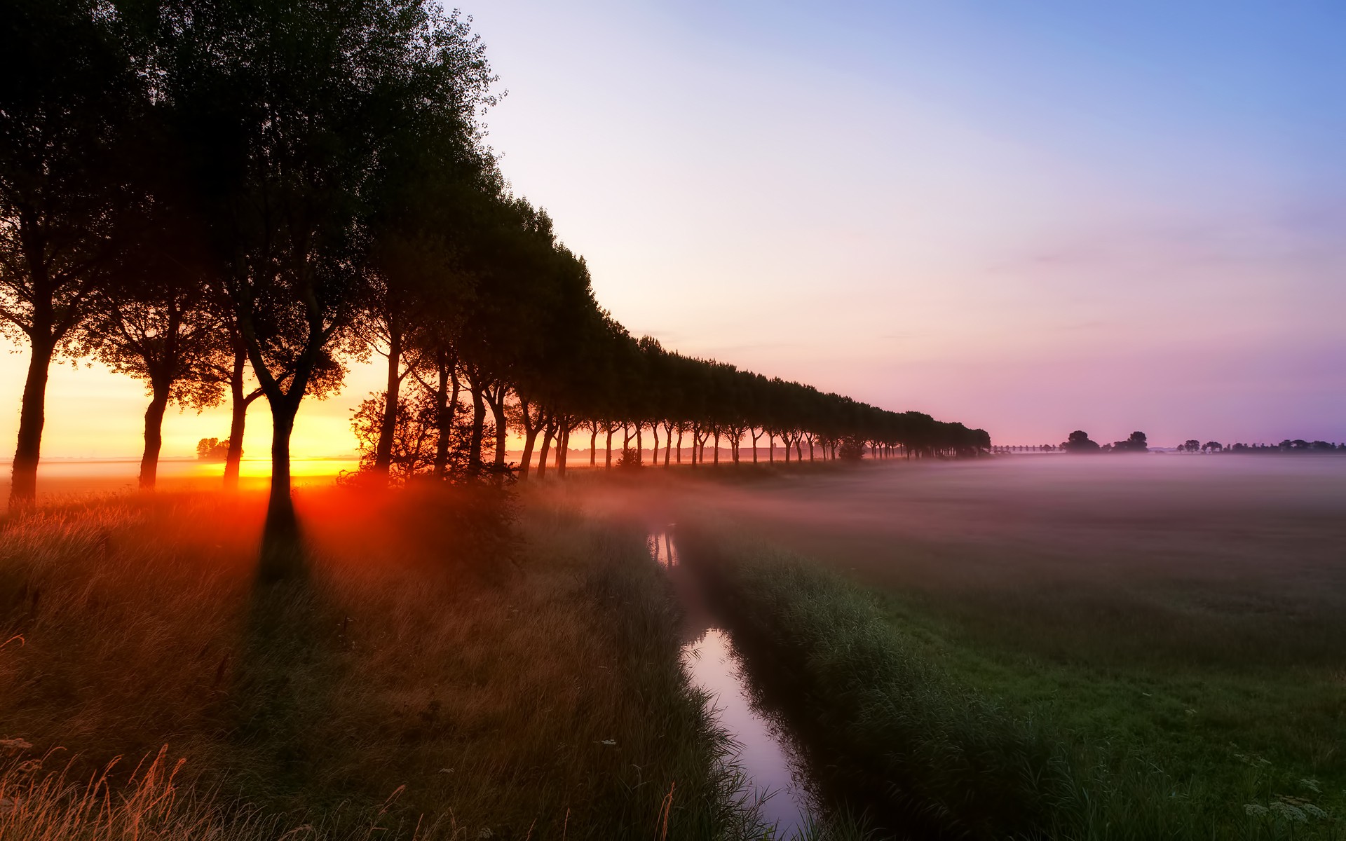 Sunrise over a misty field with trees HD Wallpaper