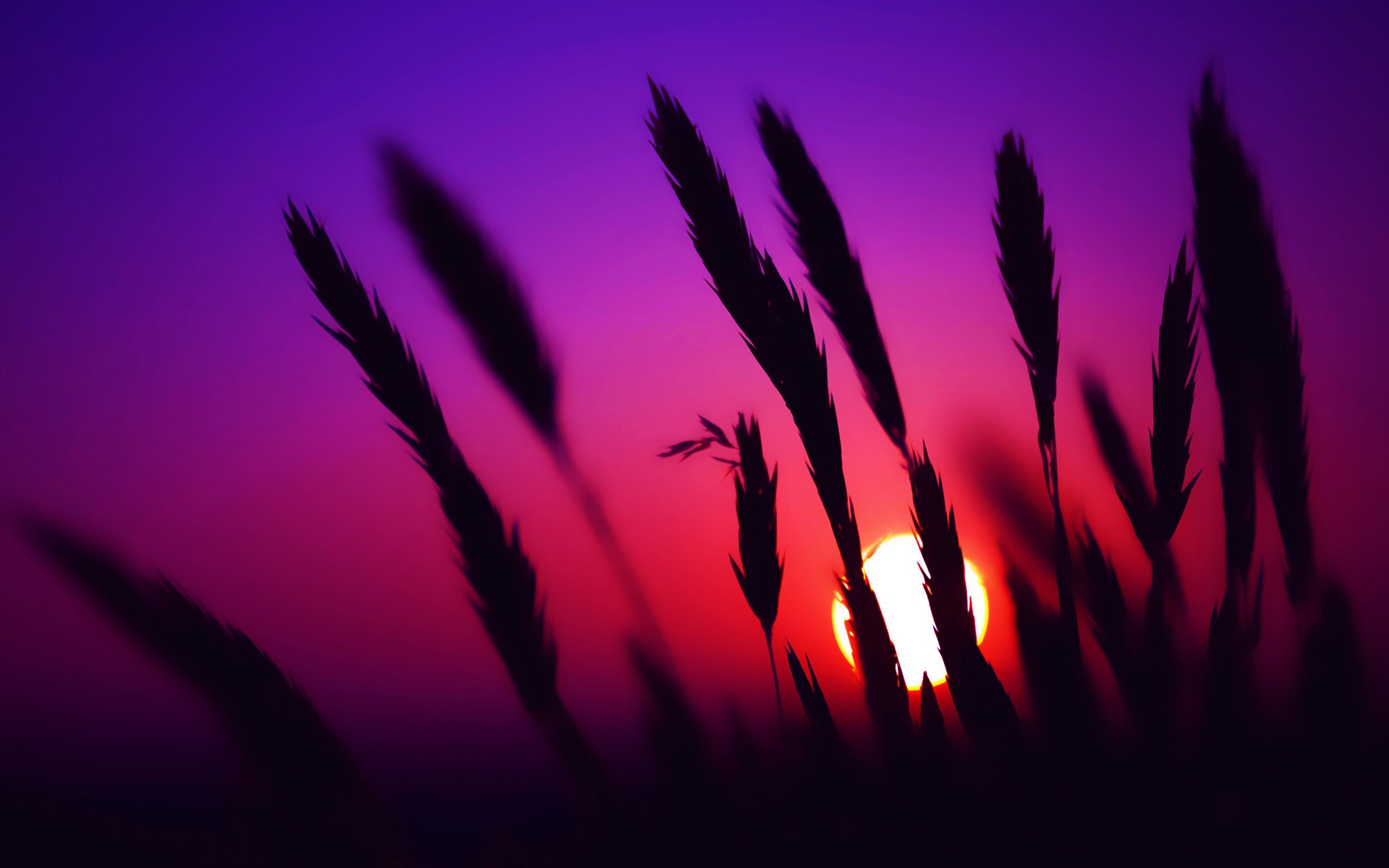 Silhouette of grass spikes against a sunset HD Wallpaper