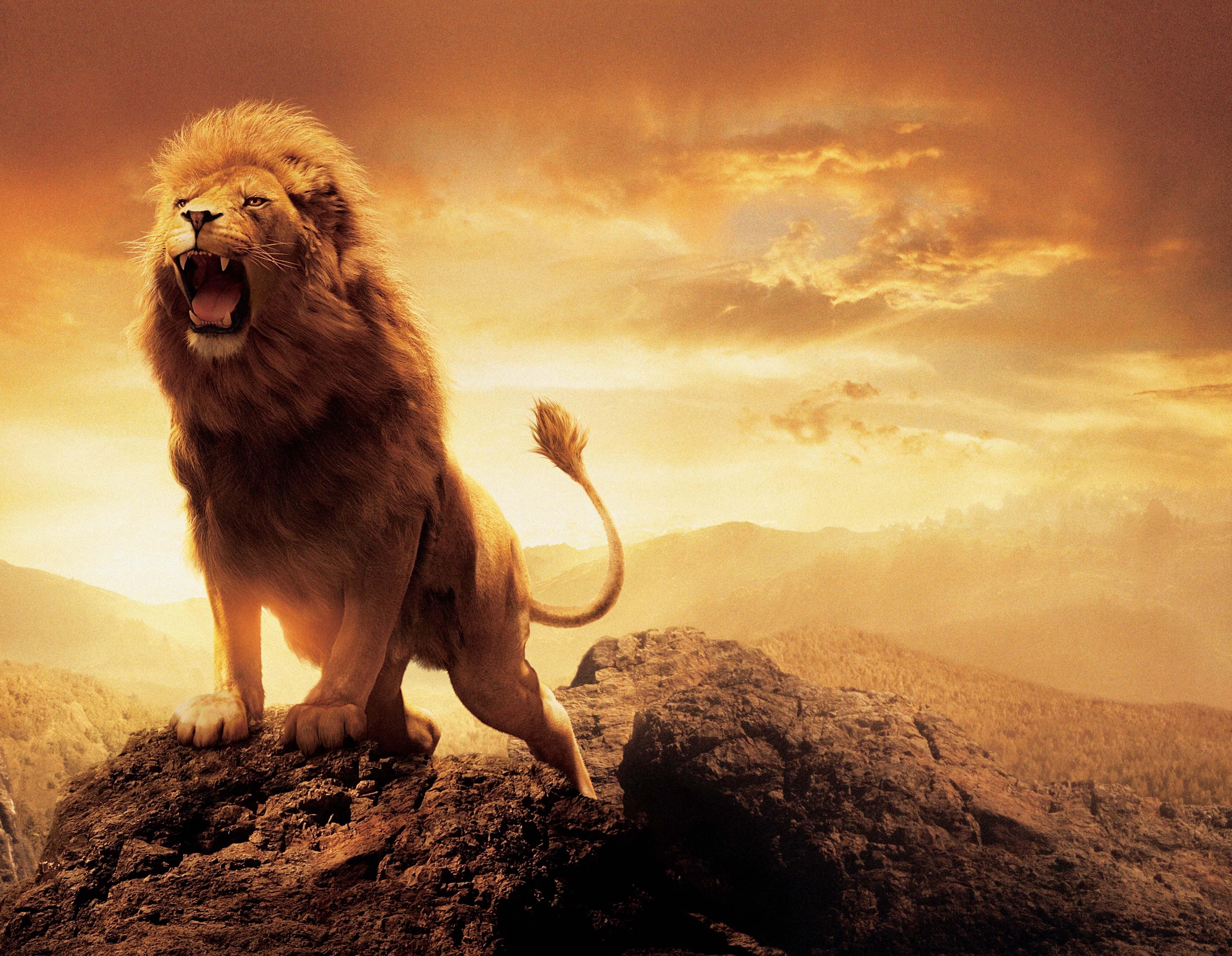 sky, lion, animals, artwork HD Wallpaper