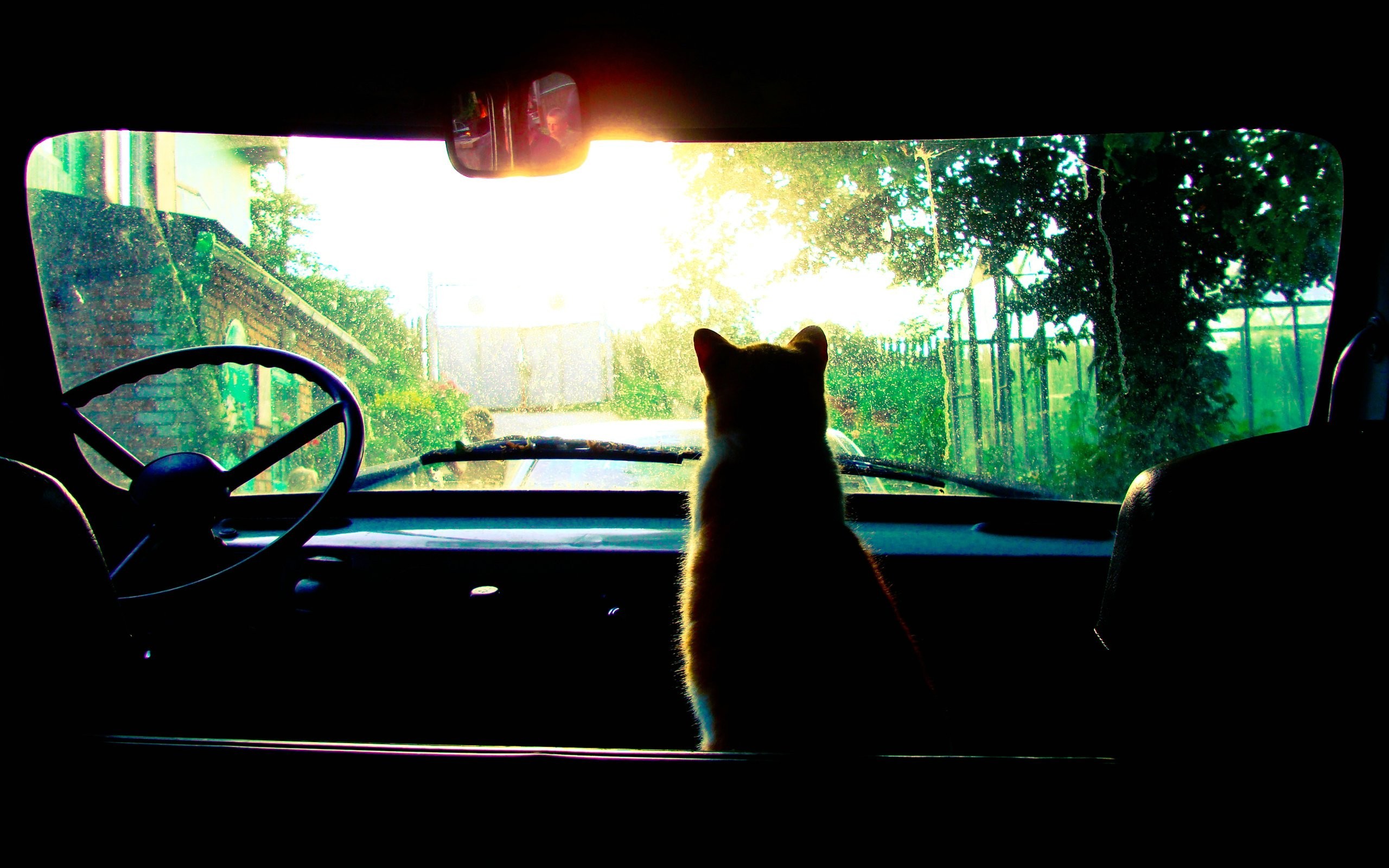 Cat sitting in a car looking at the sun HD Wallpaper