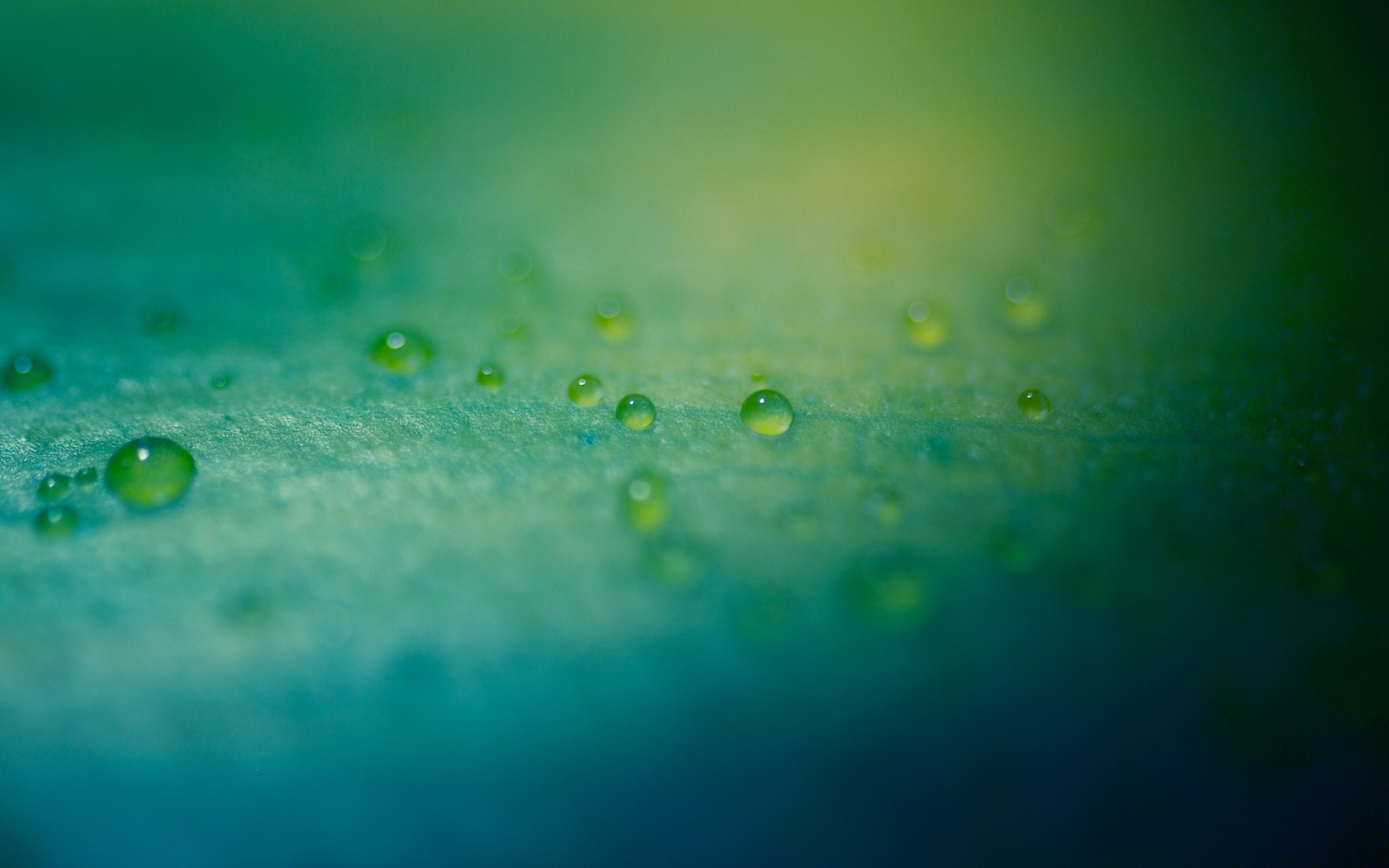 Macro view of water drops on a green leaf HD Wallpaper