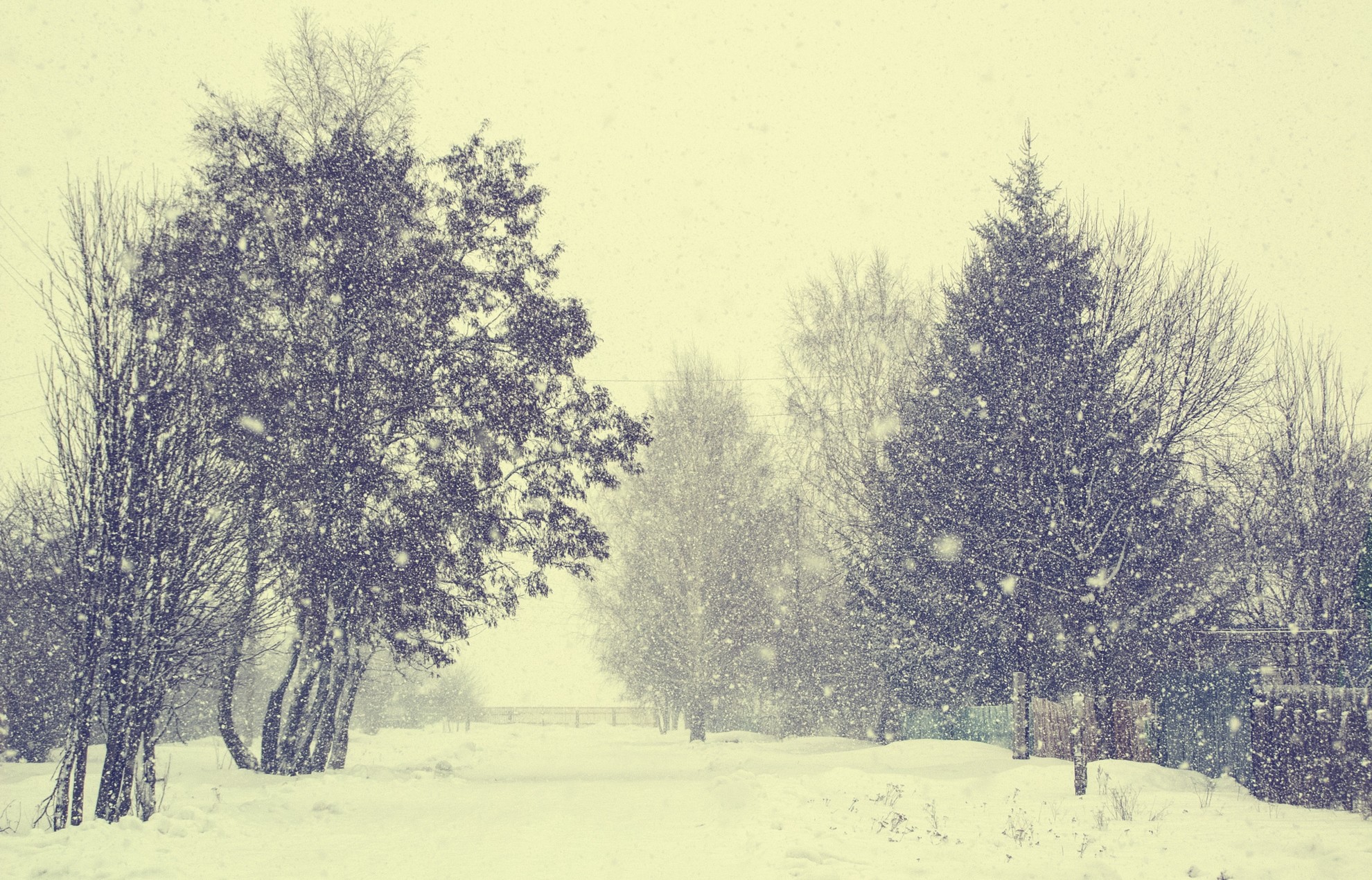 Winter scene with trees and falling snow HD Wallpaper