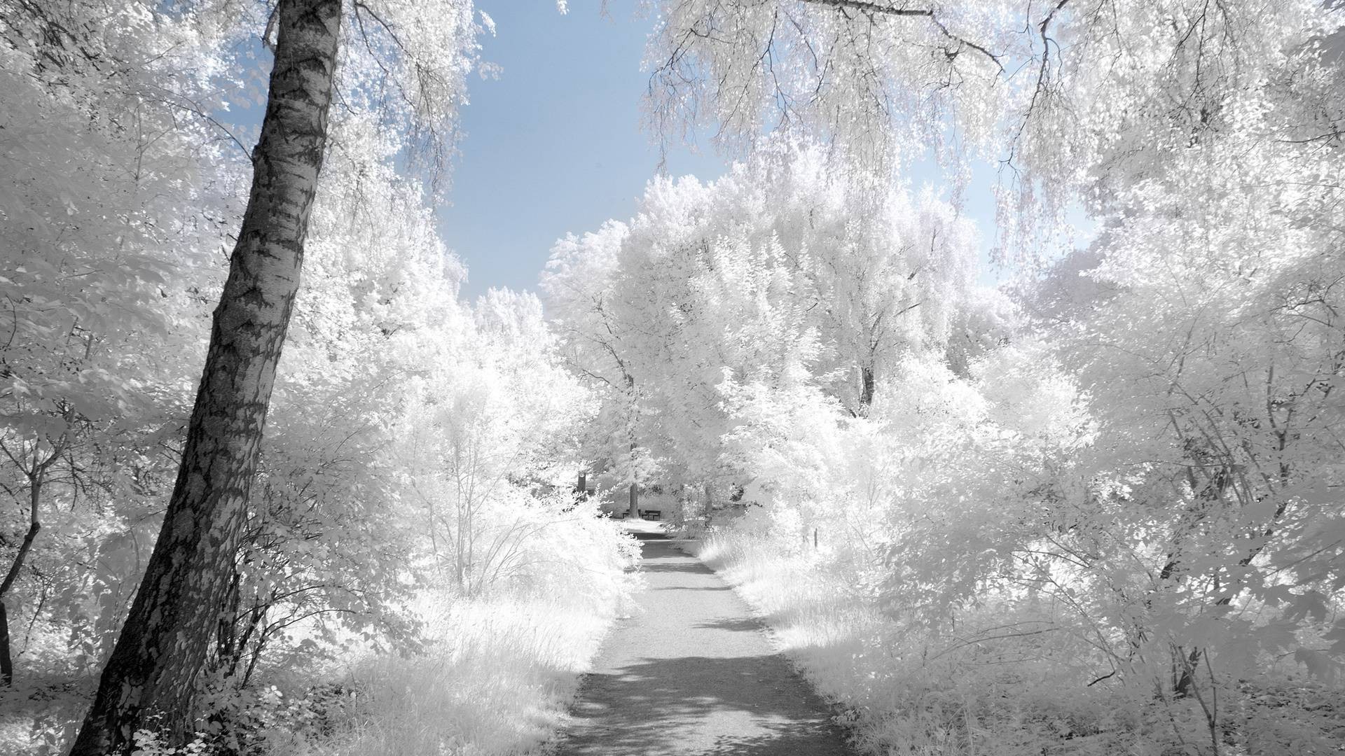 A snowy path through a winter forest HD Wallpaper