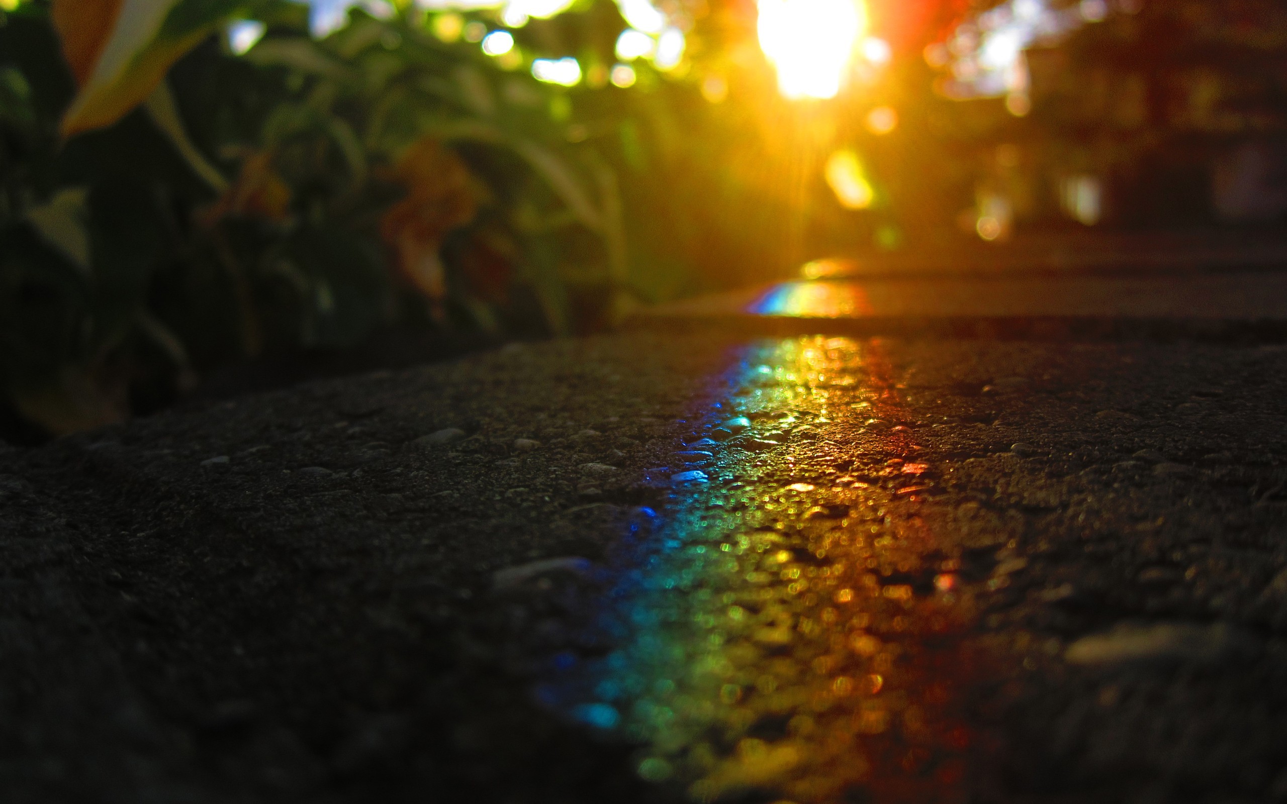 Rainbow light on asphalt with plants and sunlight HD Wallpaper