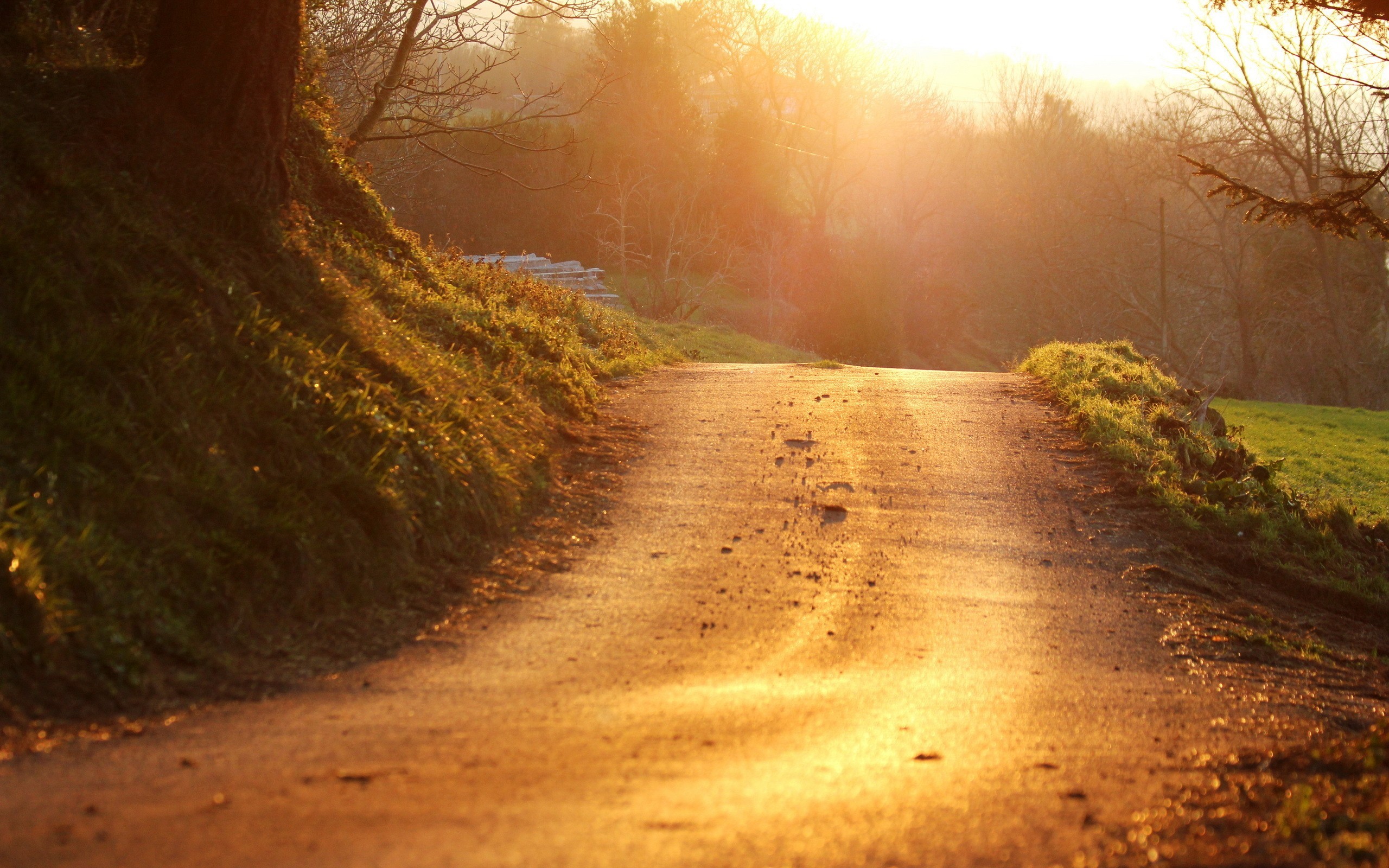 A dirt road bathed in golden sunlight HD Wallpaper