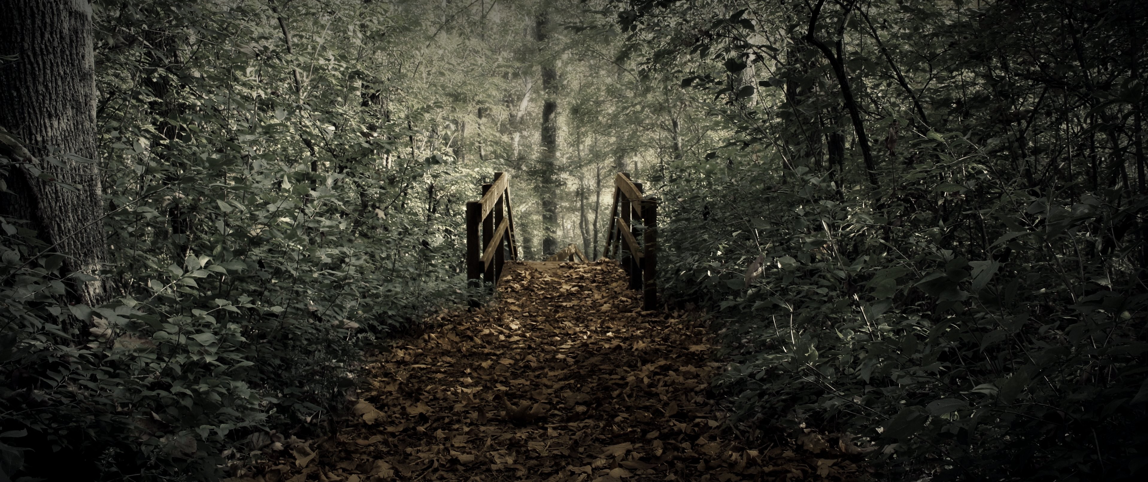 Wooden bridge over a leaf-covered path in a forest HD Wallpaper