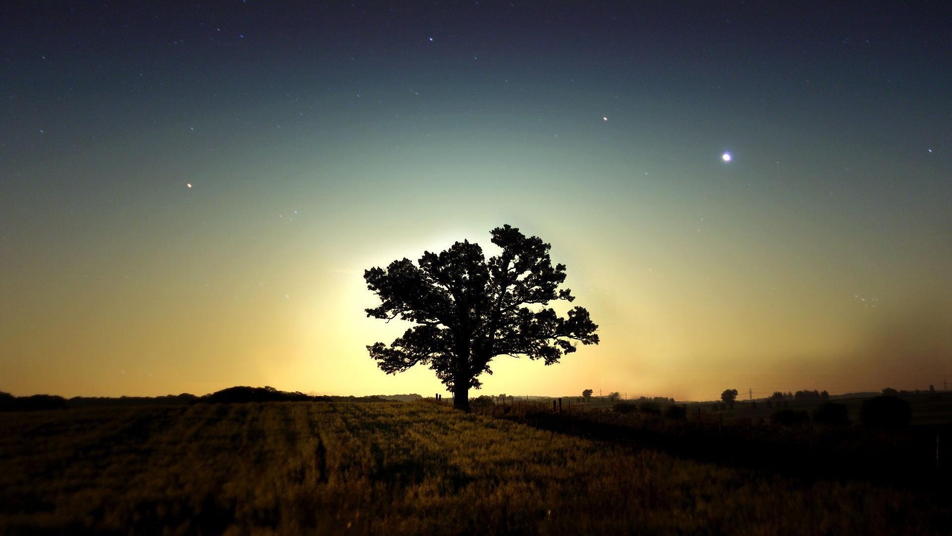 Silhouette of a tree against a starry sky at dusk HD Wallpaper