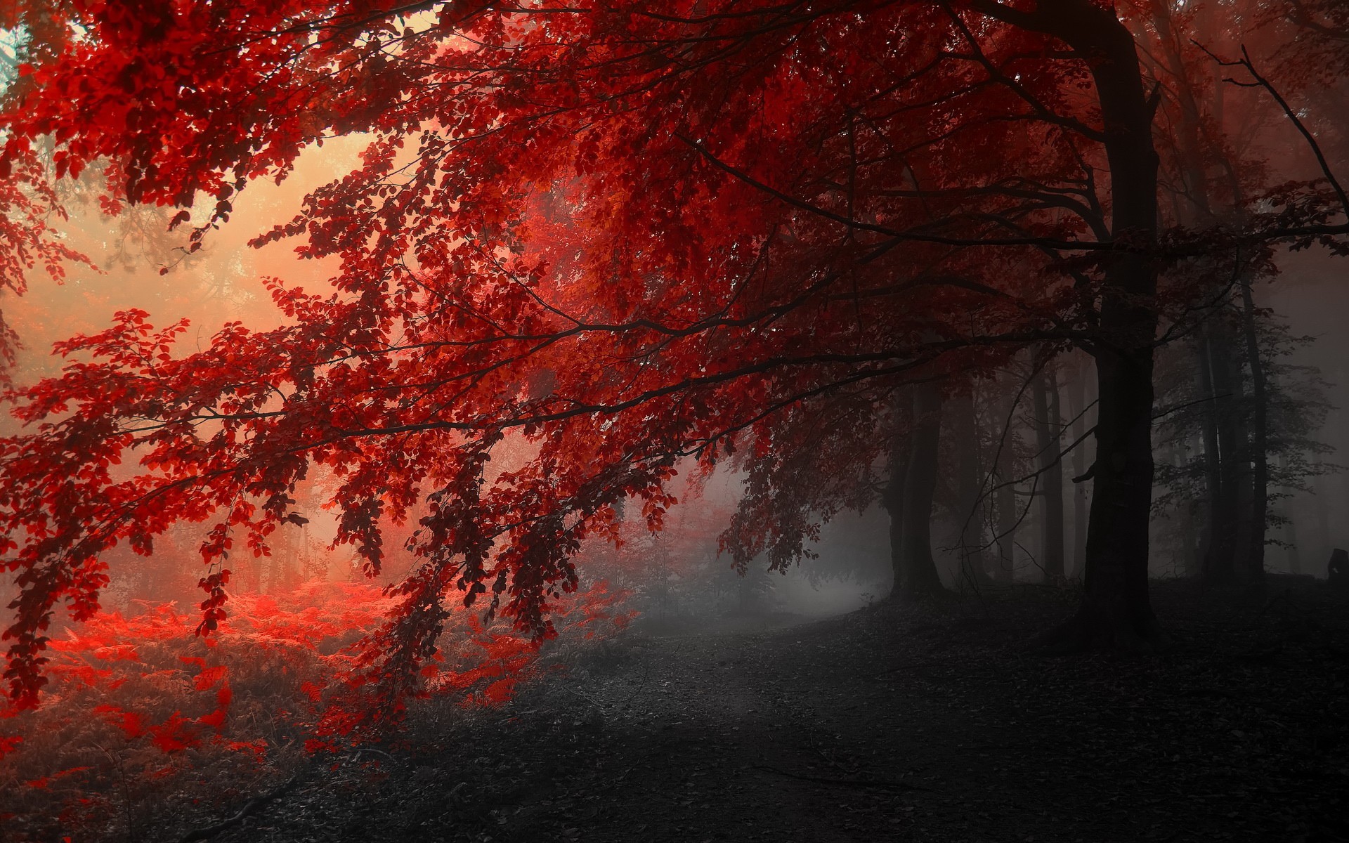 Red trees in a foggy forest landscape HD Wallpaper