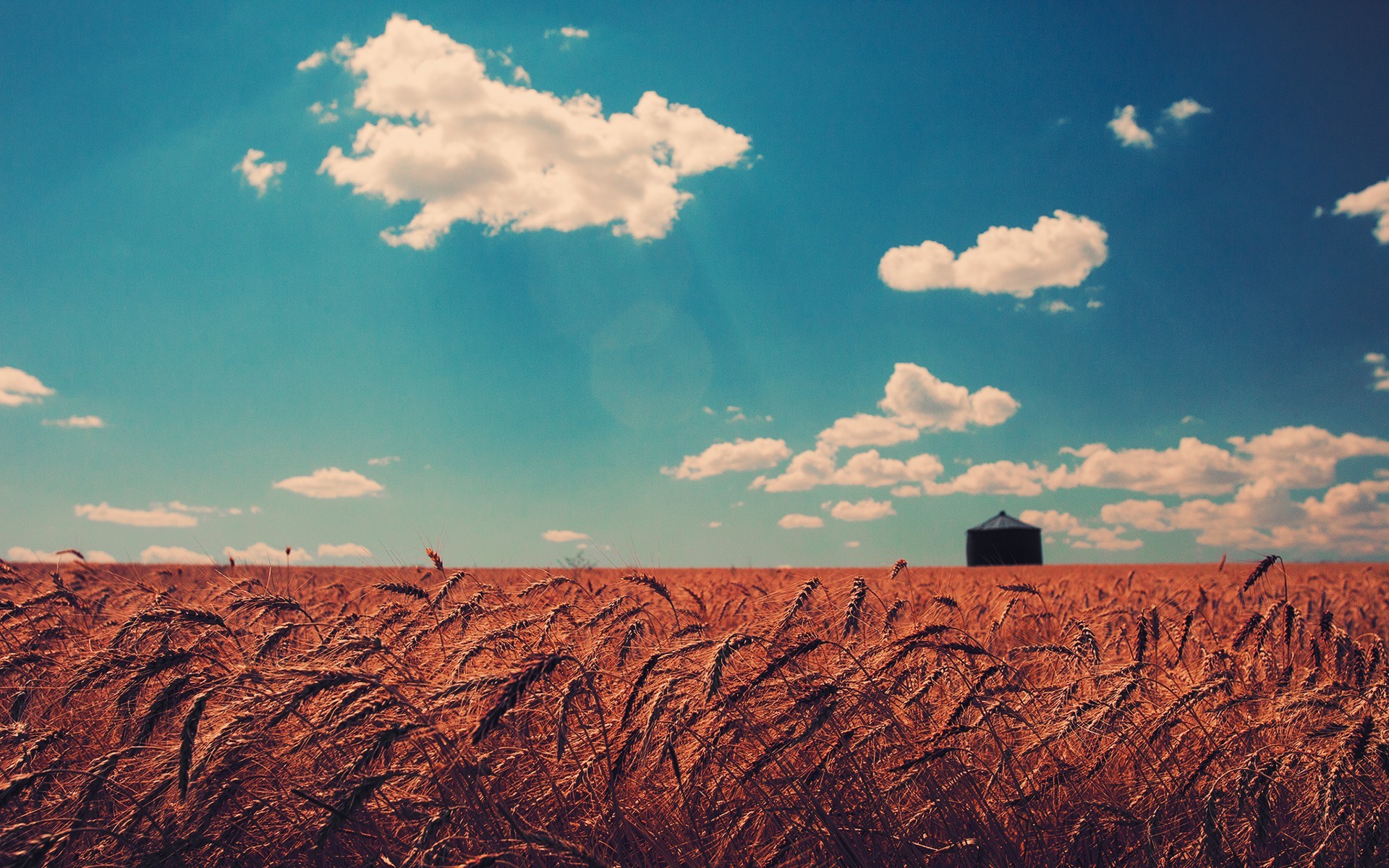 Wheat field under a blue sky with clouds and silo HD Wallpaper
