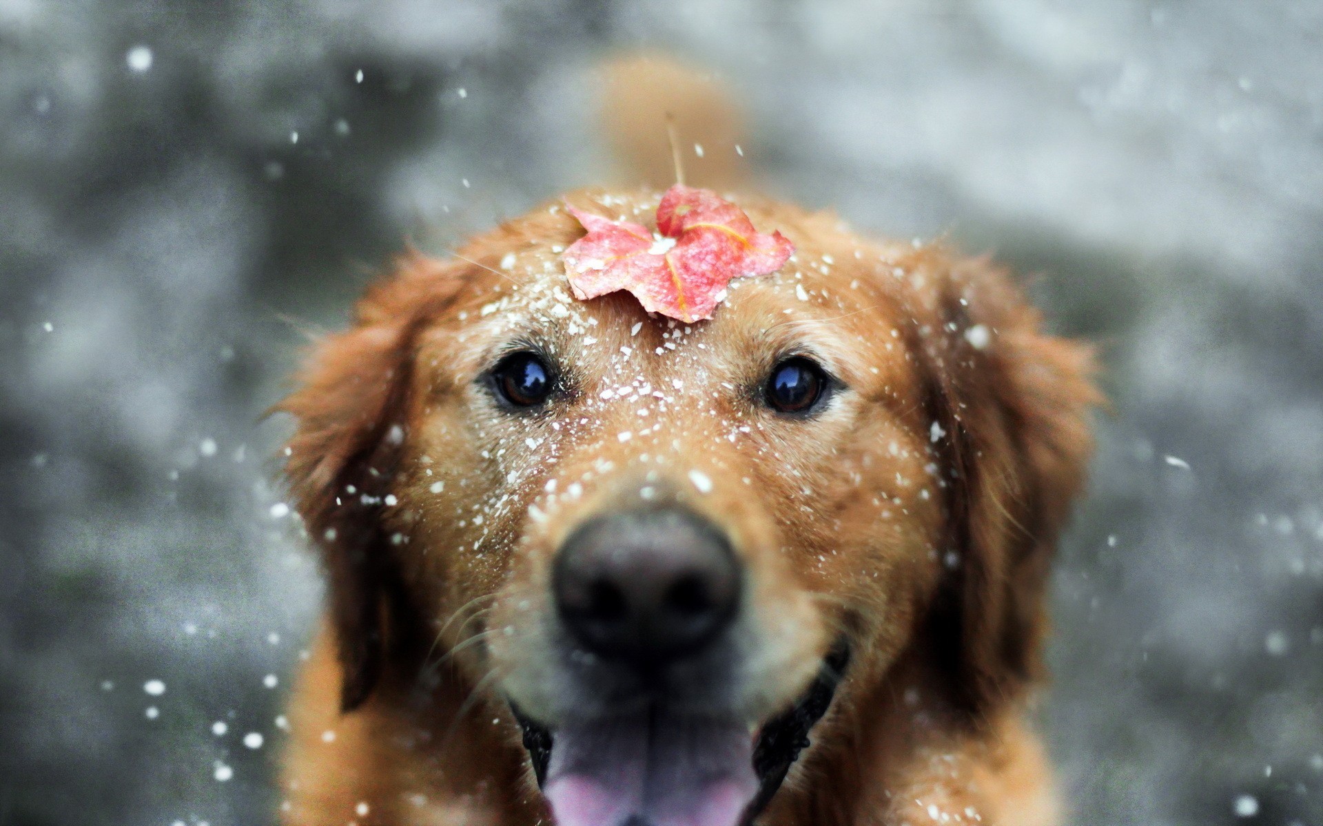 Golden Retriever dog with leaf in snow HD Wallpaper
