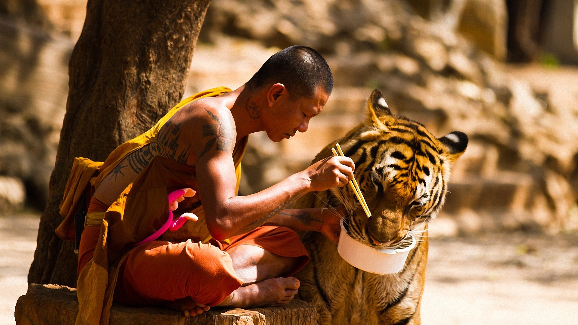 Monk feeding a tiger with chopsticks HD Wallpaper