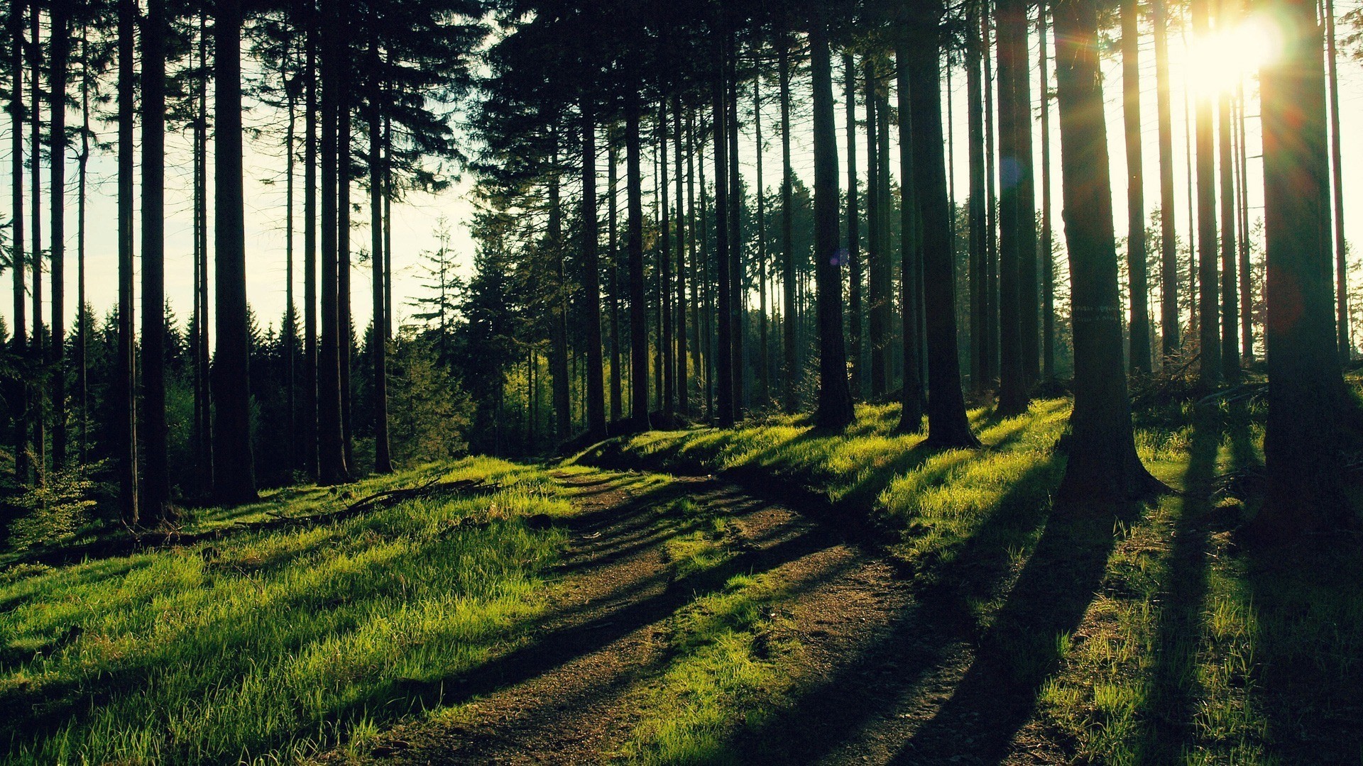 Sunlight filtering through a forest path HD Wallpaper