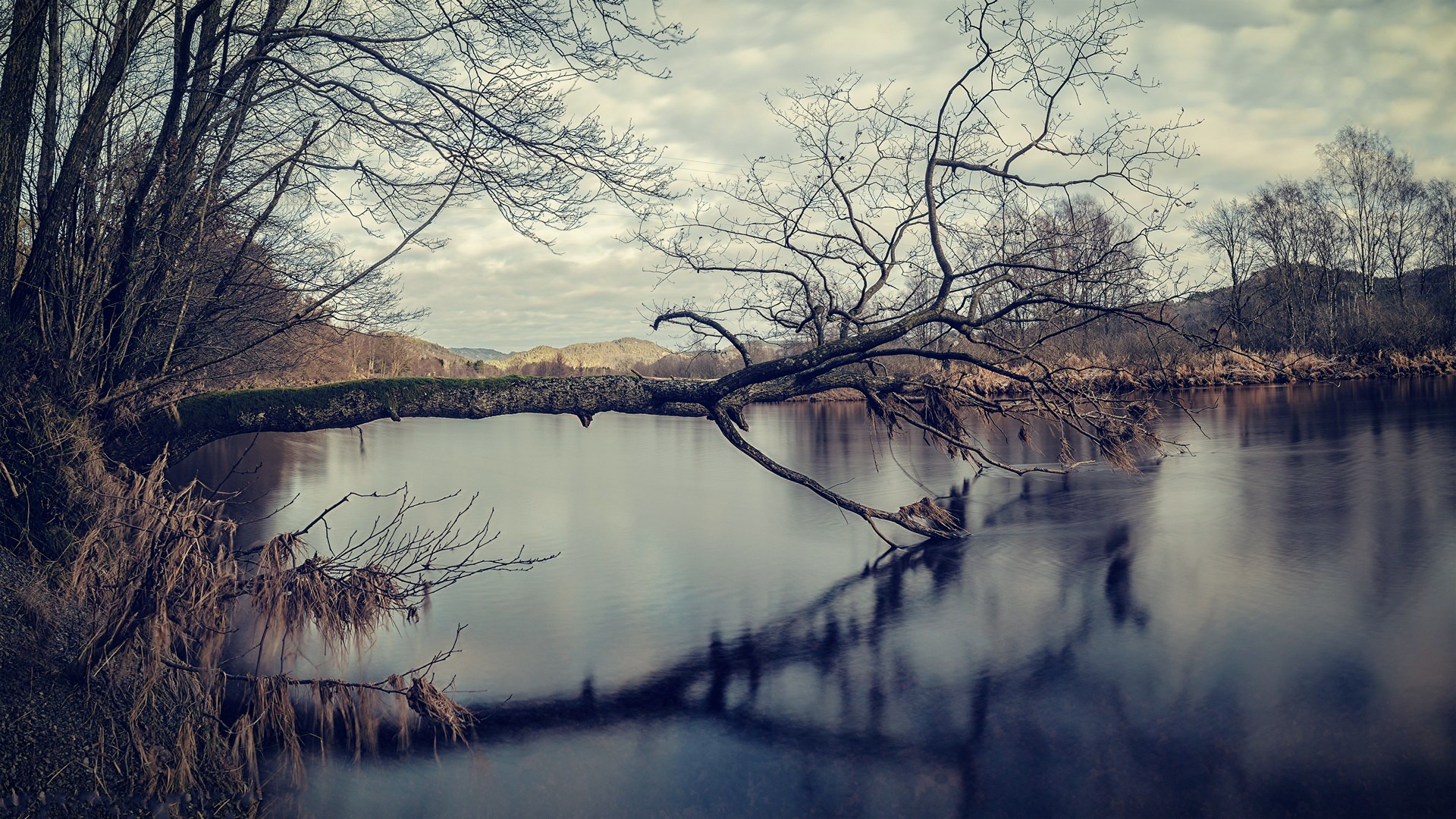 Fallen tree over a calm lake in winter HD Wallpaper