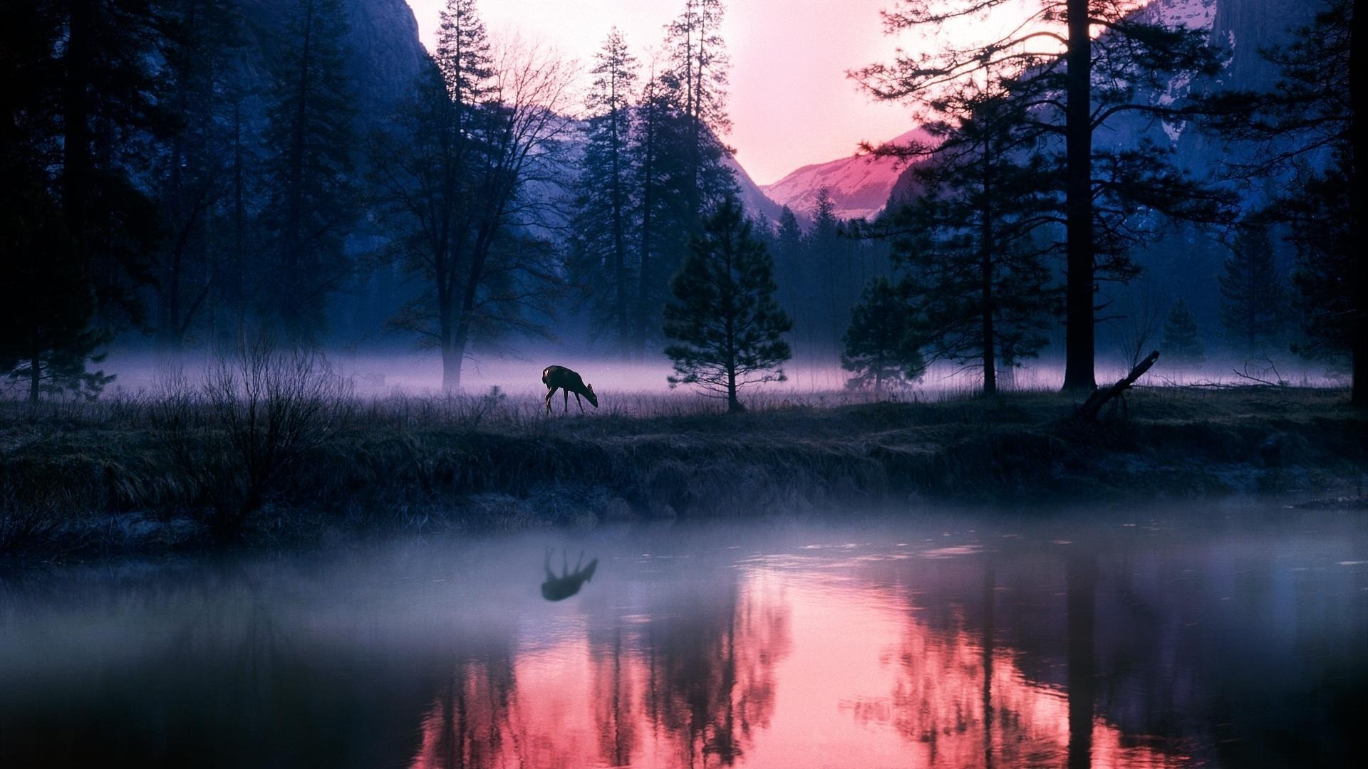Deer in misty Yosemite National Park at sunrise HD Wallpaper